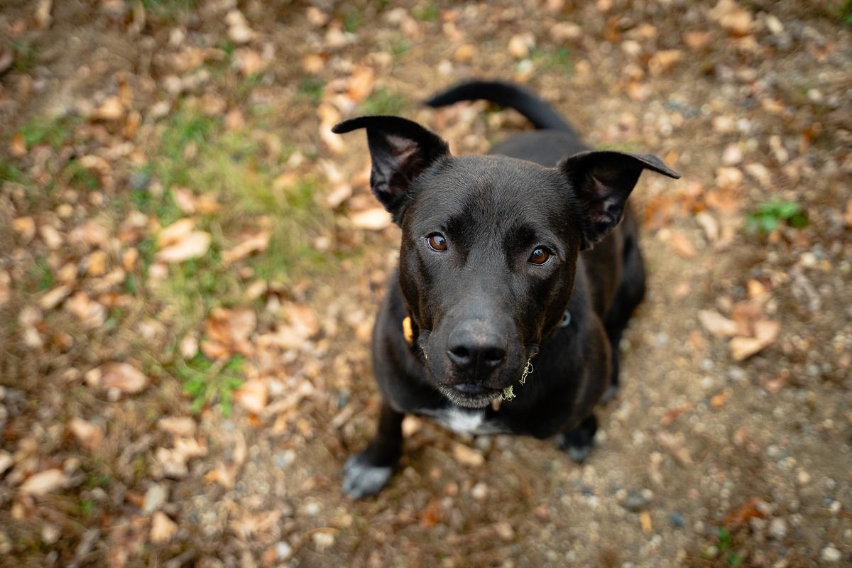Enlarge Sheila, an adoptable mixed breed in Buffalo, MN image 1/4