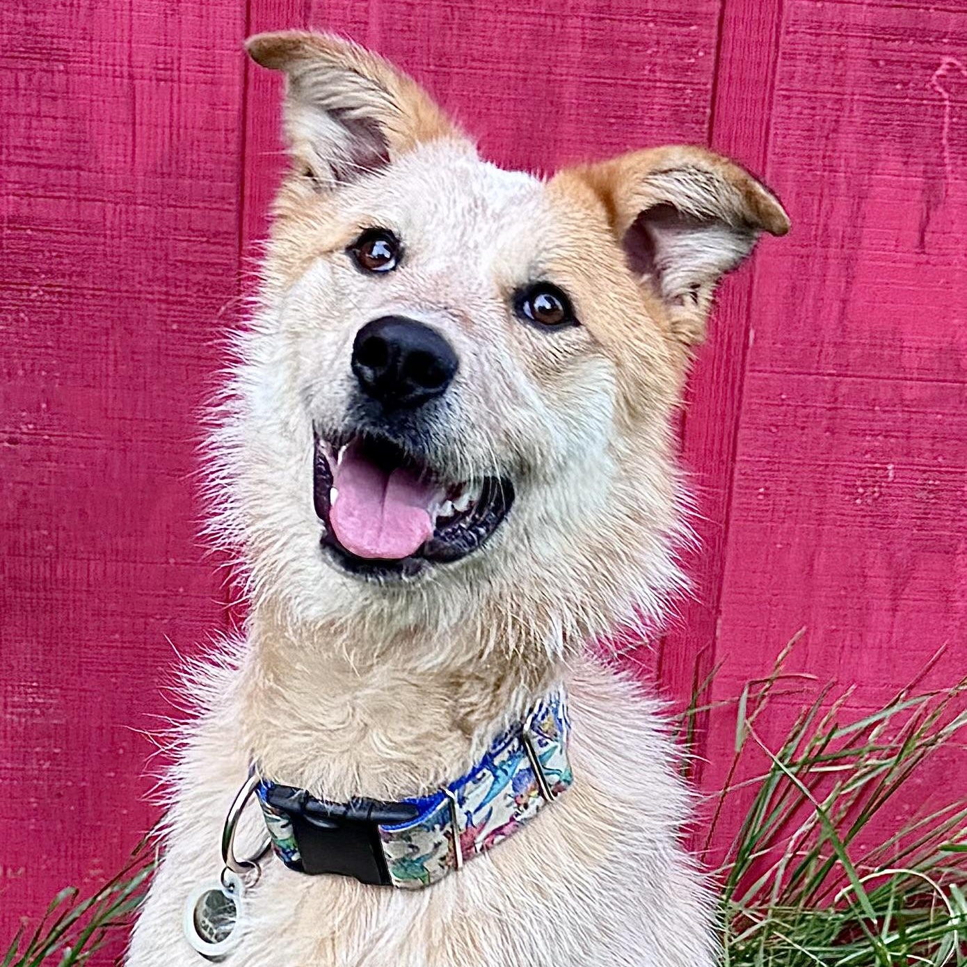 Sunflower, Adoptable, Young Female Australian Cattle Dog / Blue Heeler.