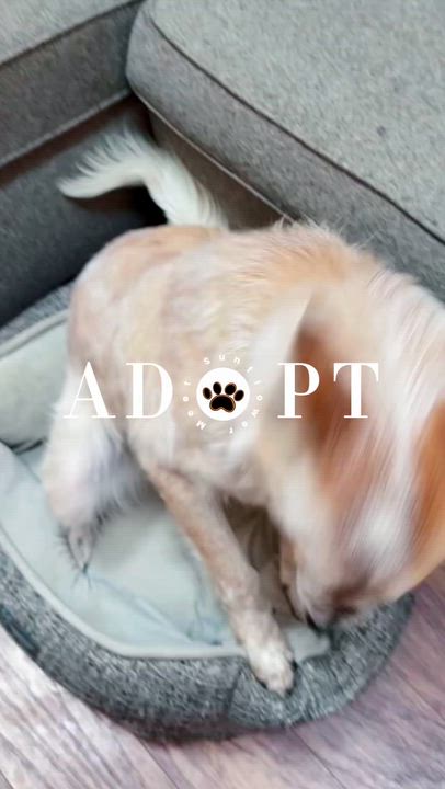 Enlarge Sunflower, a Adoptable mixed breed in Louisburg, KS video 6/6