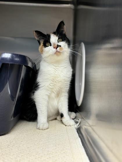 Veronica, Adoptable, Adult Female Domestic Short Hair & Domestic Short Hair.