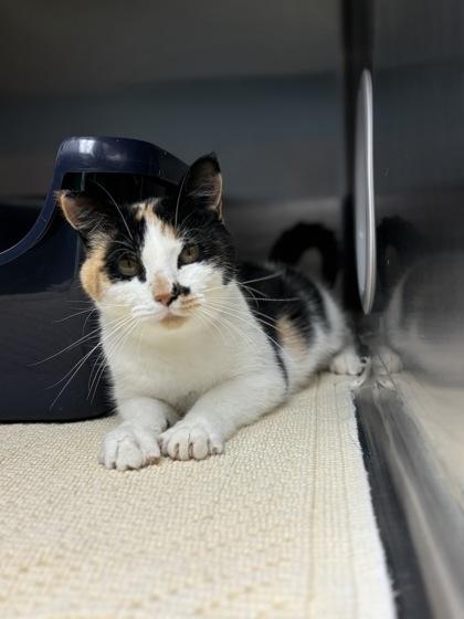 Enlarge Veronica, a Adoptable Domestic Short Hair in Fergus Falls, MN image 2/3