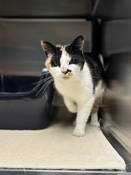 Enlarge Veronica, a Adoptable Domestic Short Hair in Fergus Falls, MN image 3/3