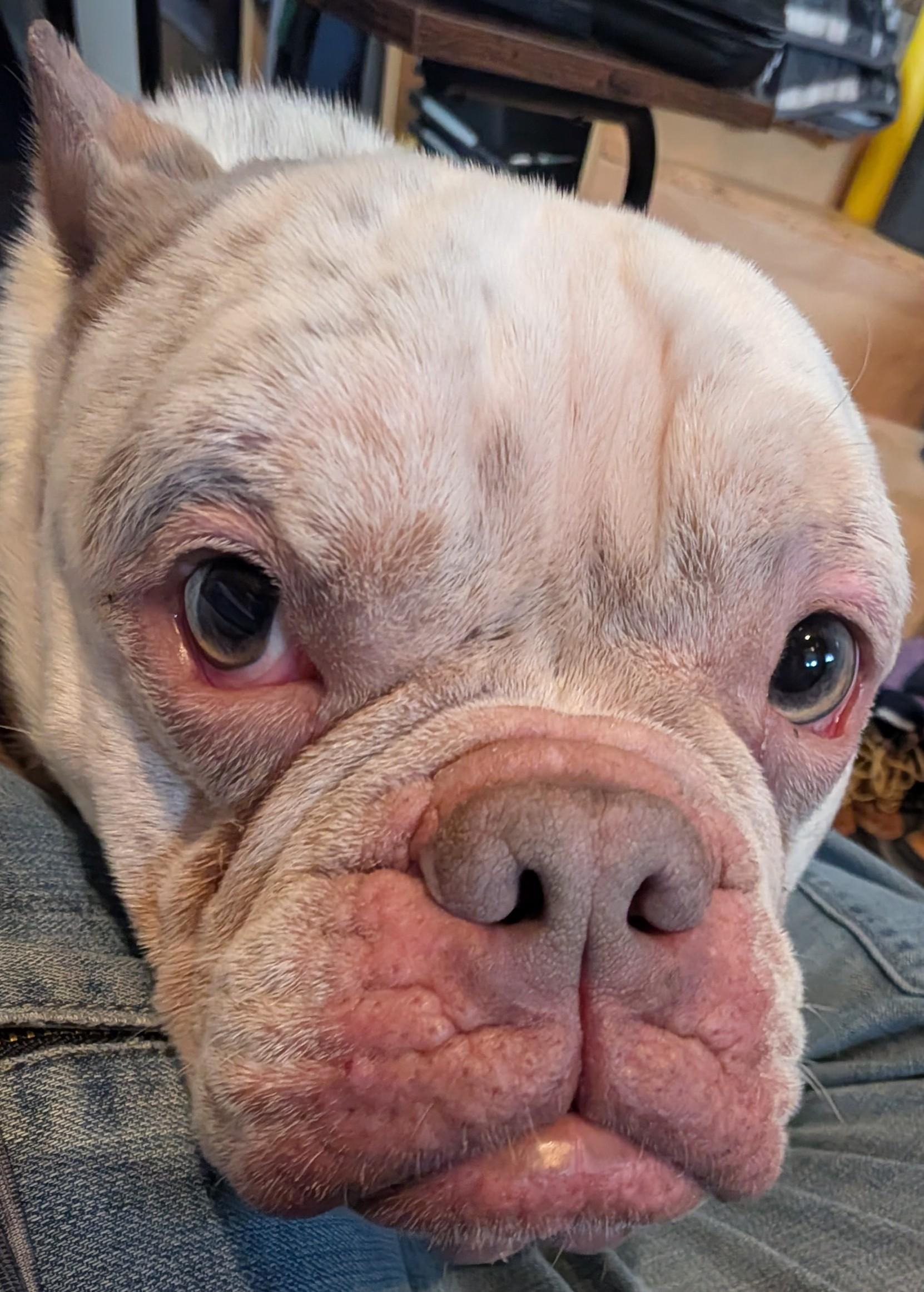 Enlarge Bowser, an adopted mixed breed in Portland, OR image 2/5