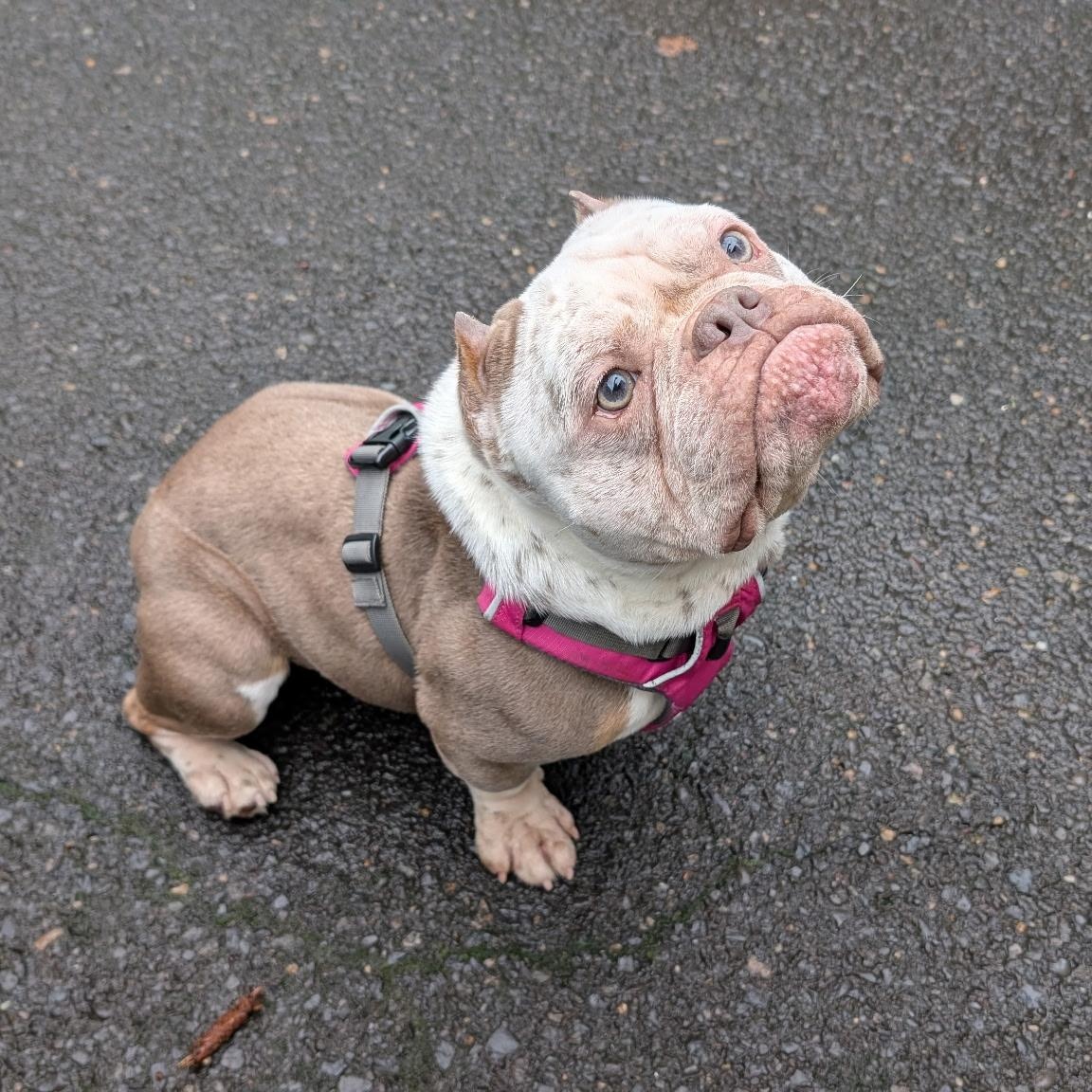 Bowser, Adoptable, Adult Male Bulldog.