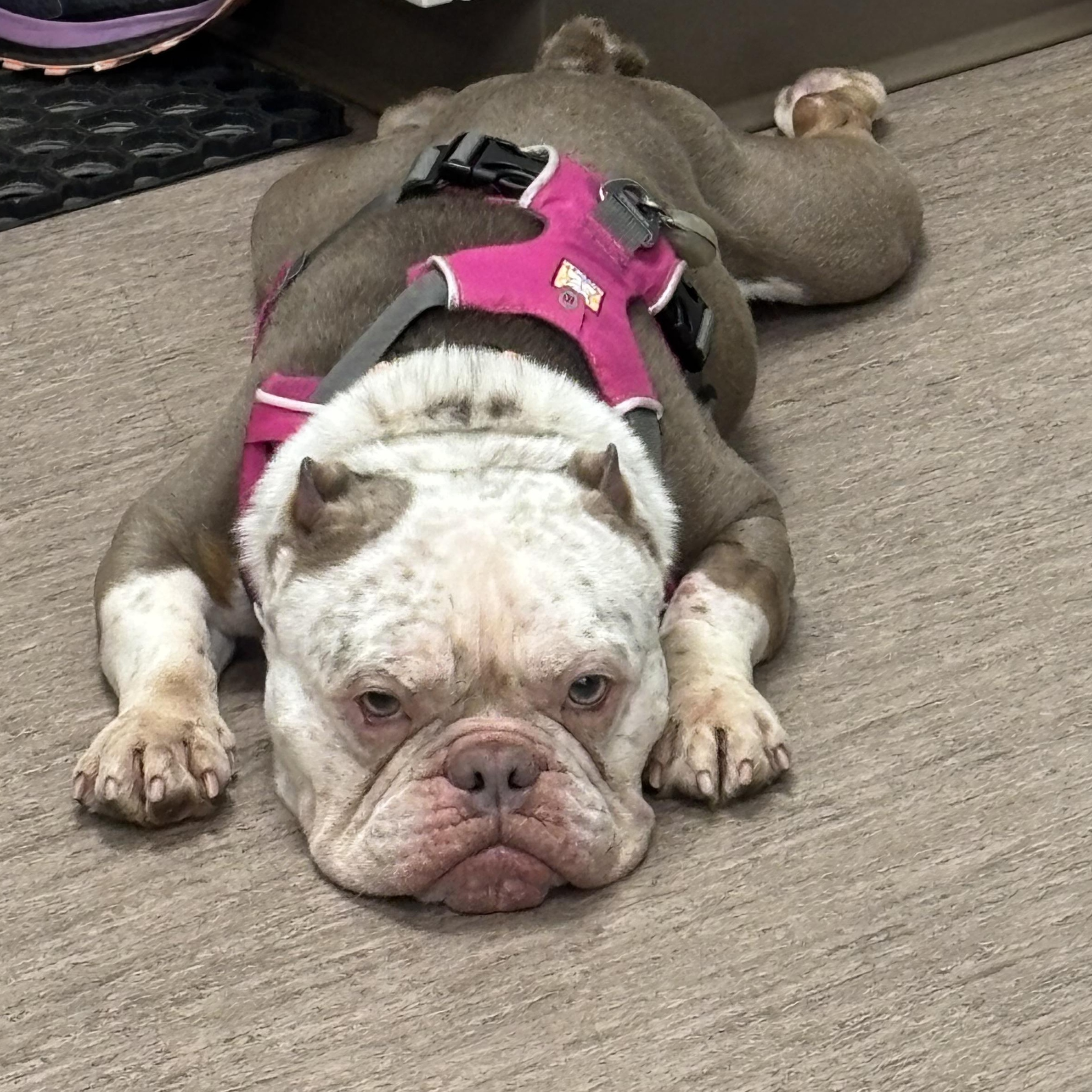 Enlarge Bowser, an adopted mixed breed in Portland, OR image 3/5