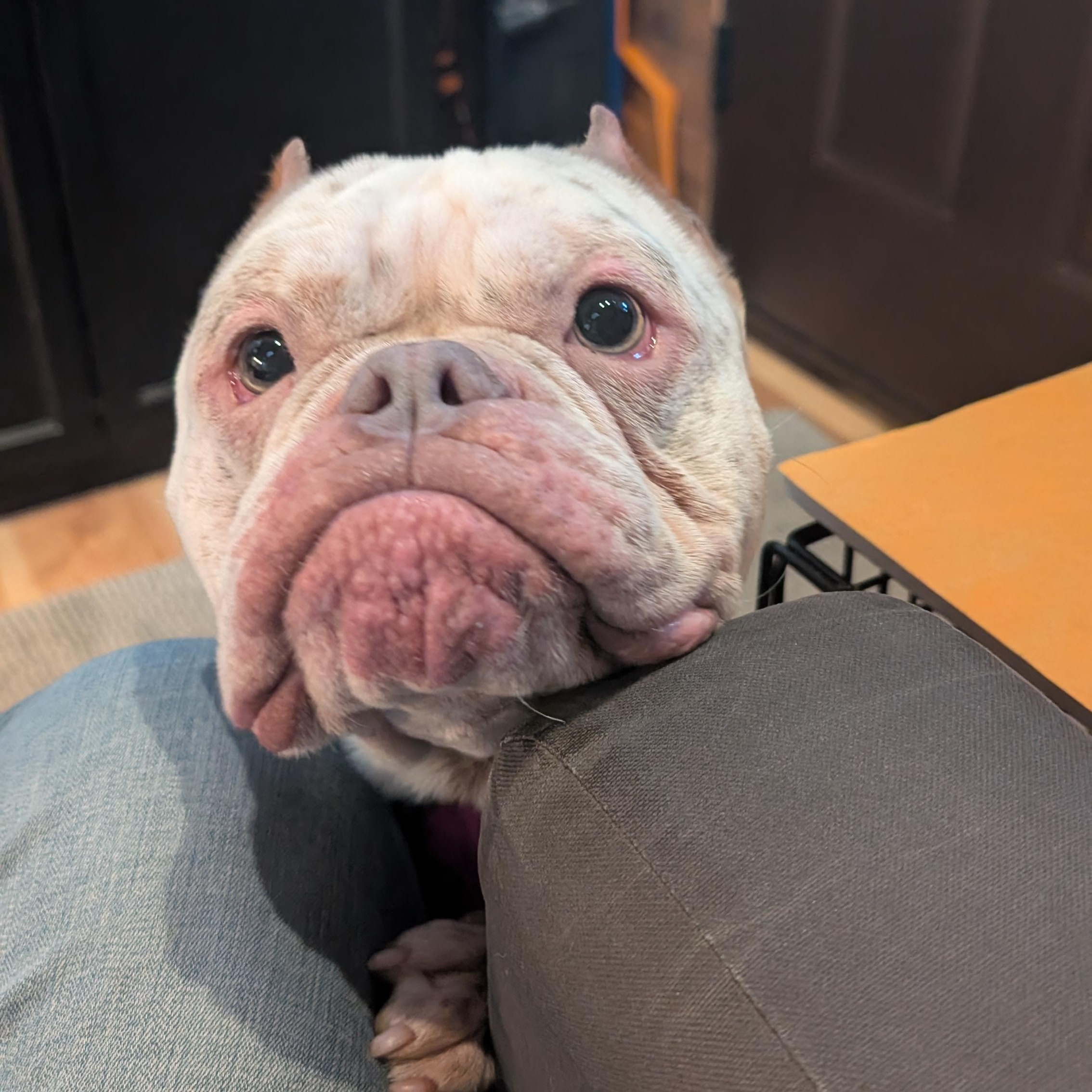 Enlarge Bowser, an adopted mixed breed in Portland, OR image 4/5