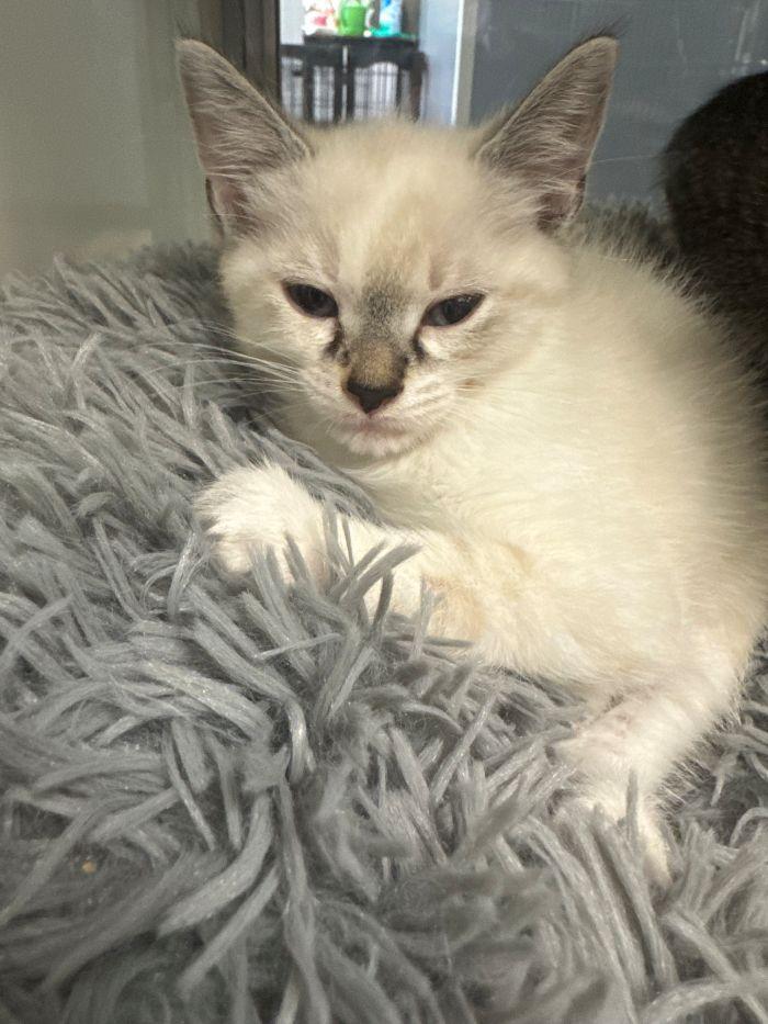 Enlarge Penne, a Adopted Domestic Short Hair in Hilton Head Island, SC image 1/1