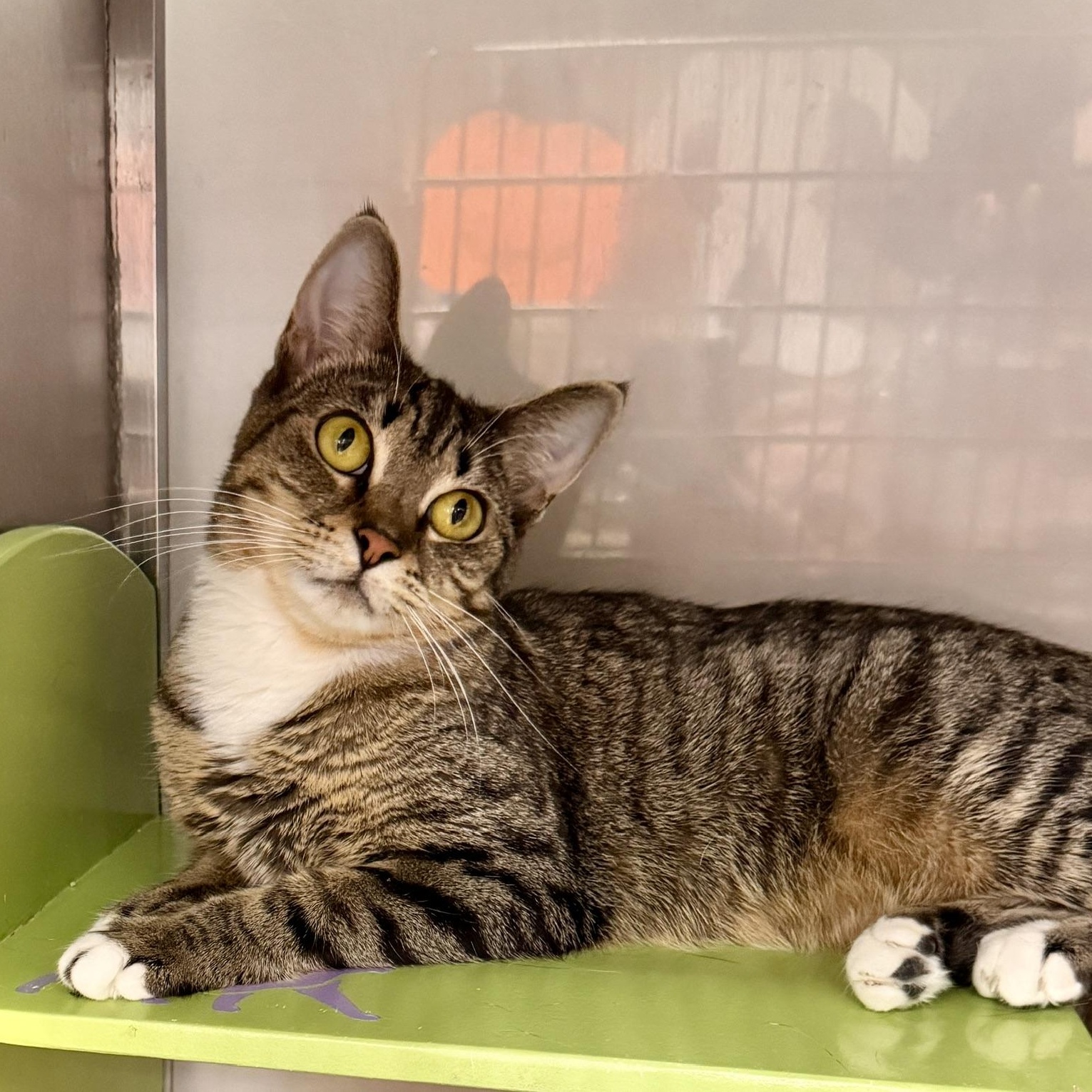 Dinah @ Livonia PetSmart