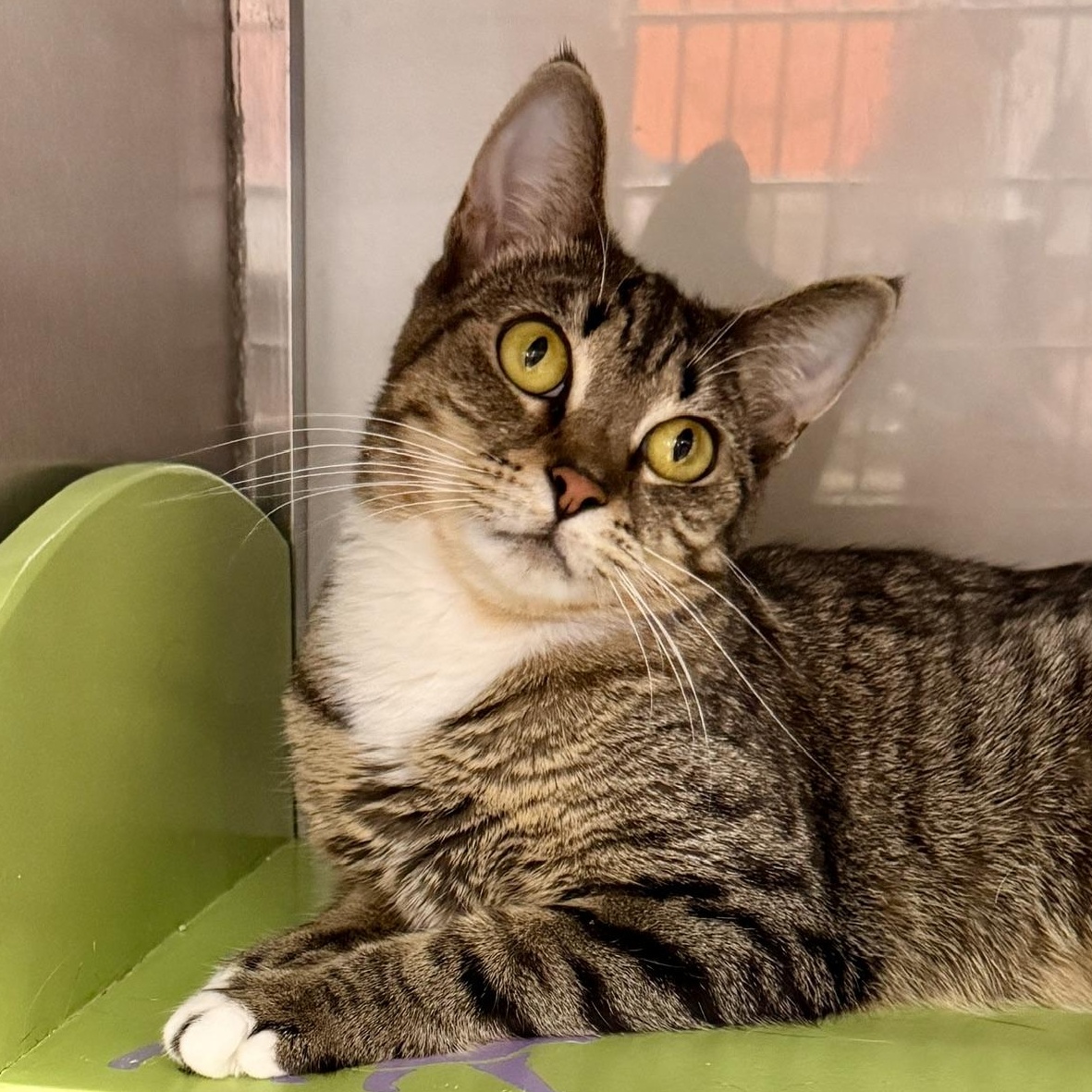 Dinah, a Adoptable Tabby in Livonia, MI image 3/6