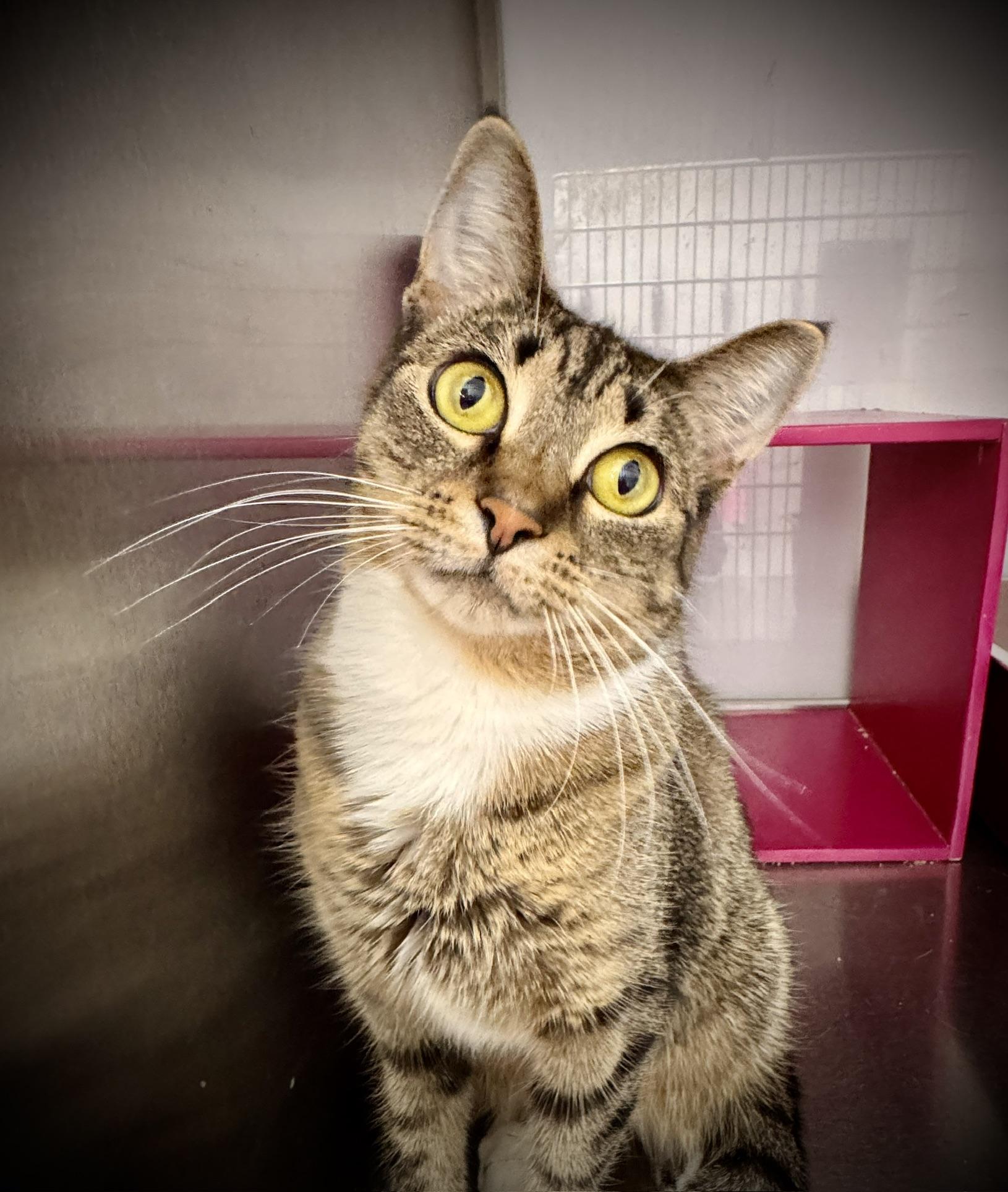 Dinah, a Adoptable Tabby in Livonia, MI image 5/6