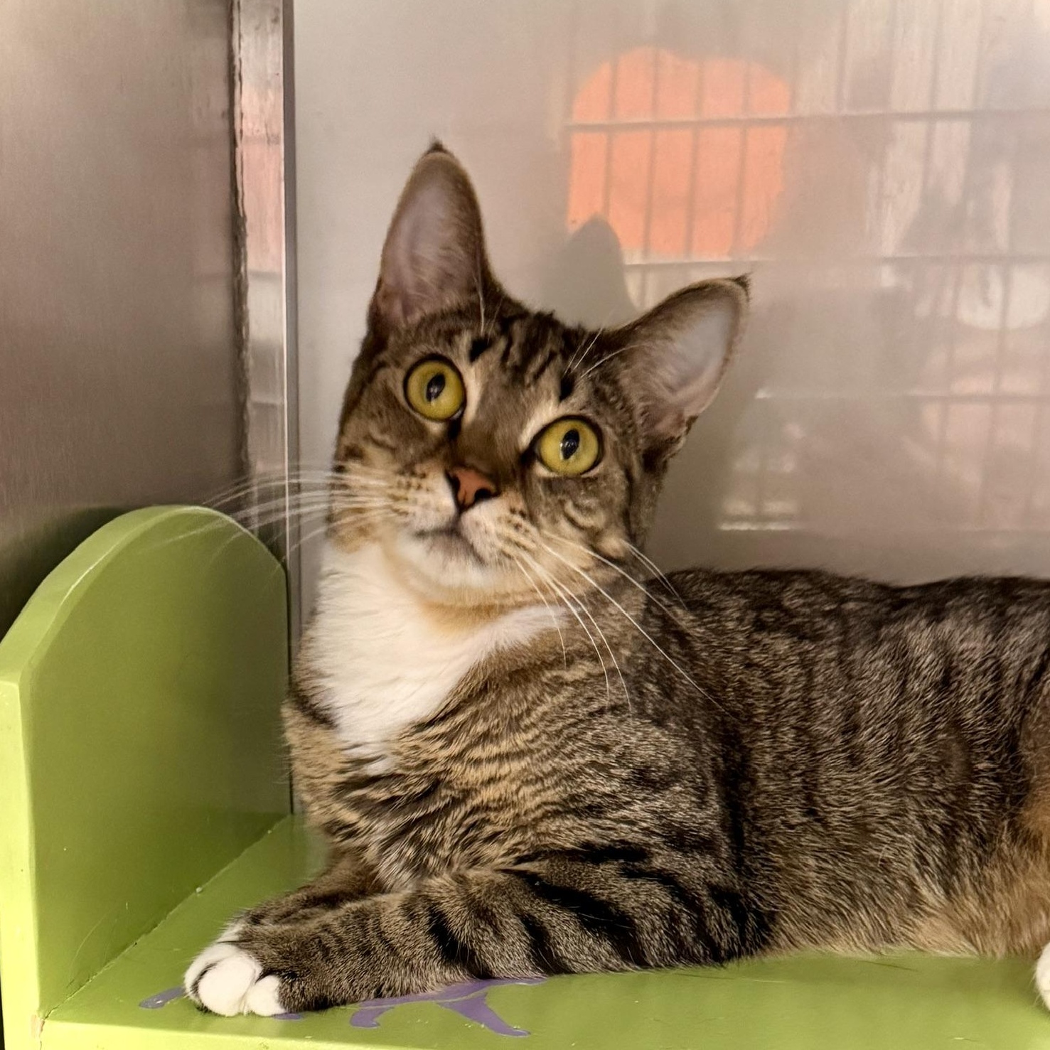 Dinah @ Livonia PetSmart