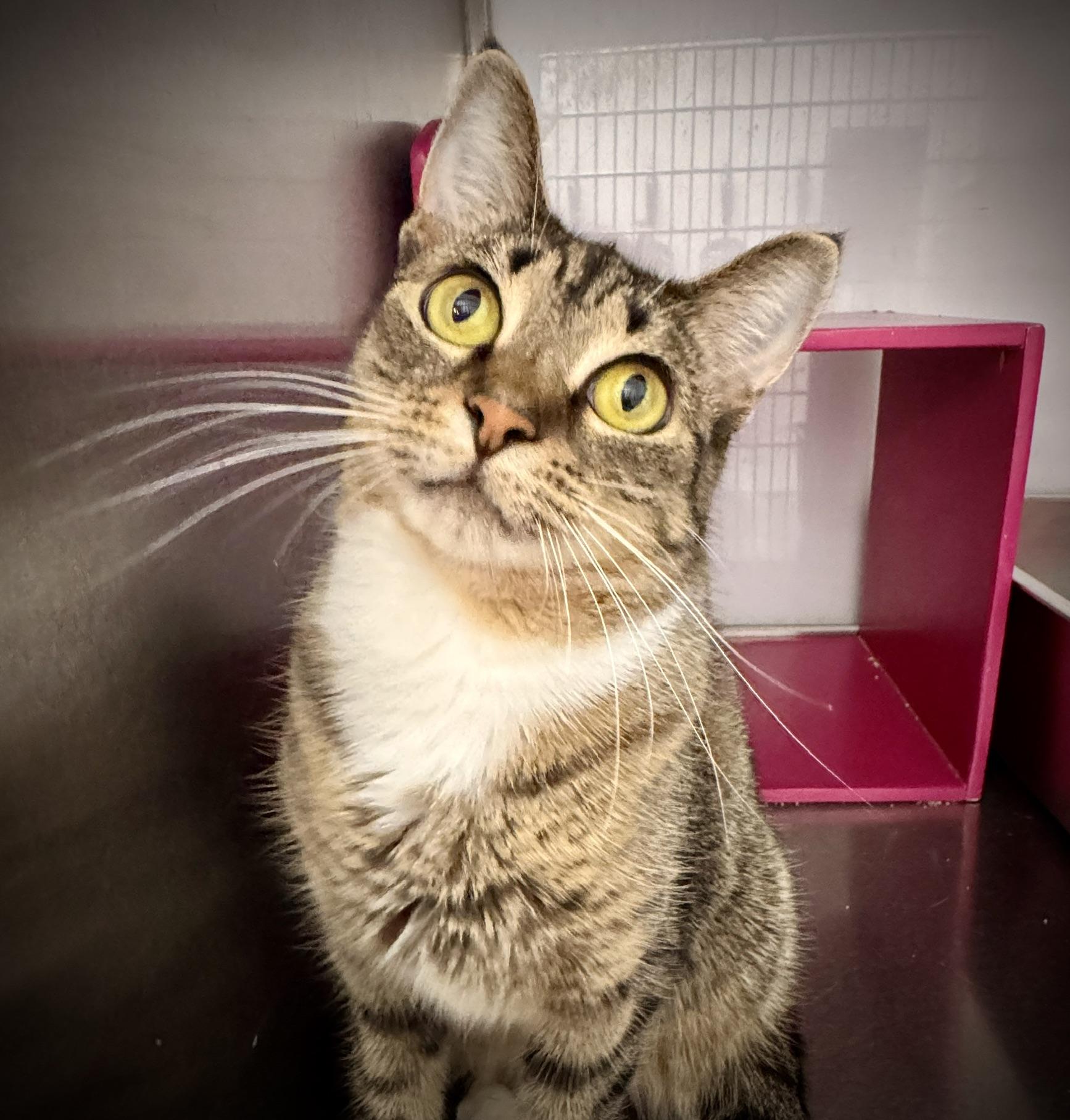 Dinah, a Adoptable Tabby in Livonia, MI image 1/6
