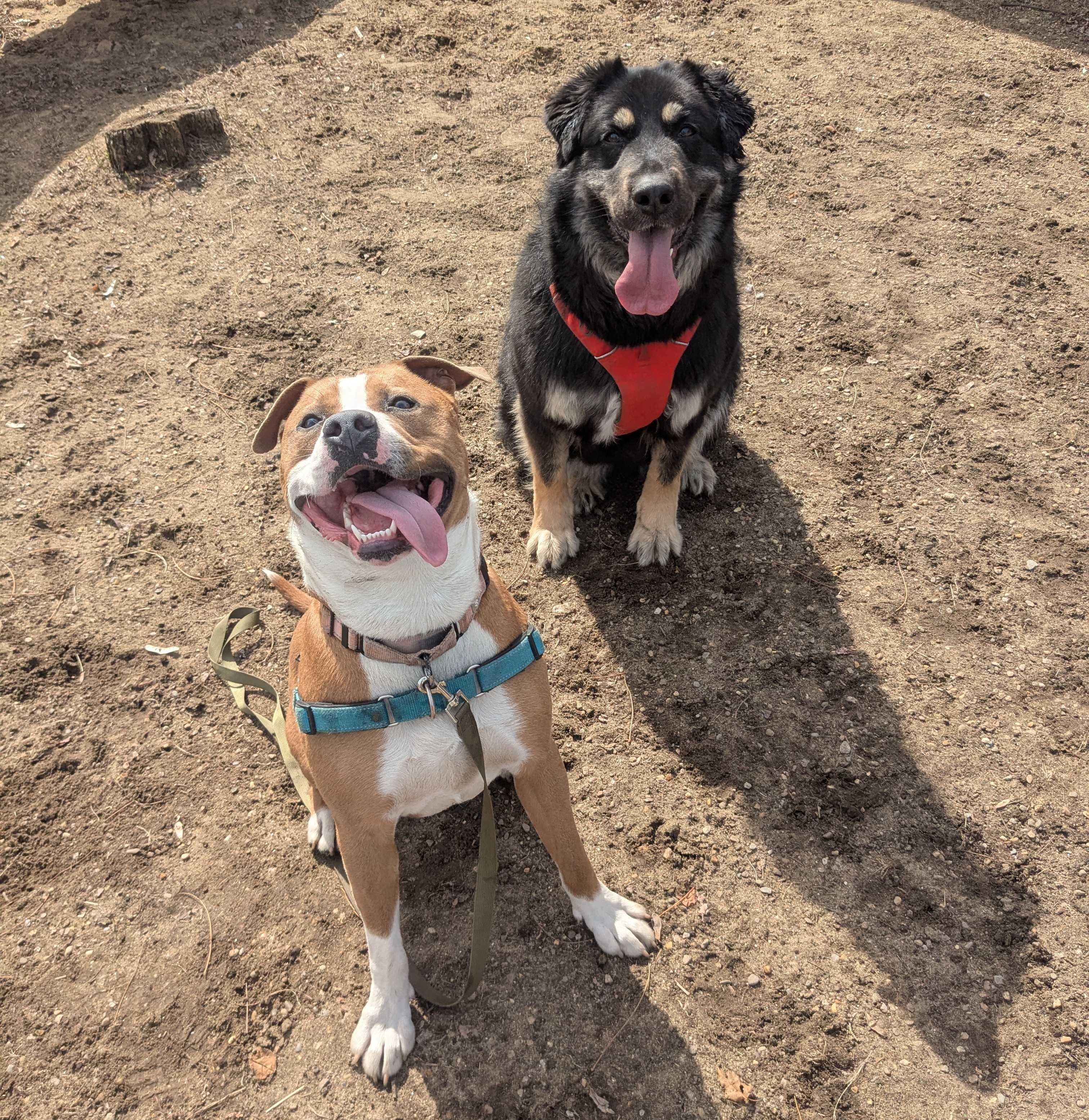 Enlarge Baja Blast - Meet by Appointment, a ADOPTABLE mixed breed in Manchester, NH image 6/6