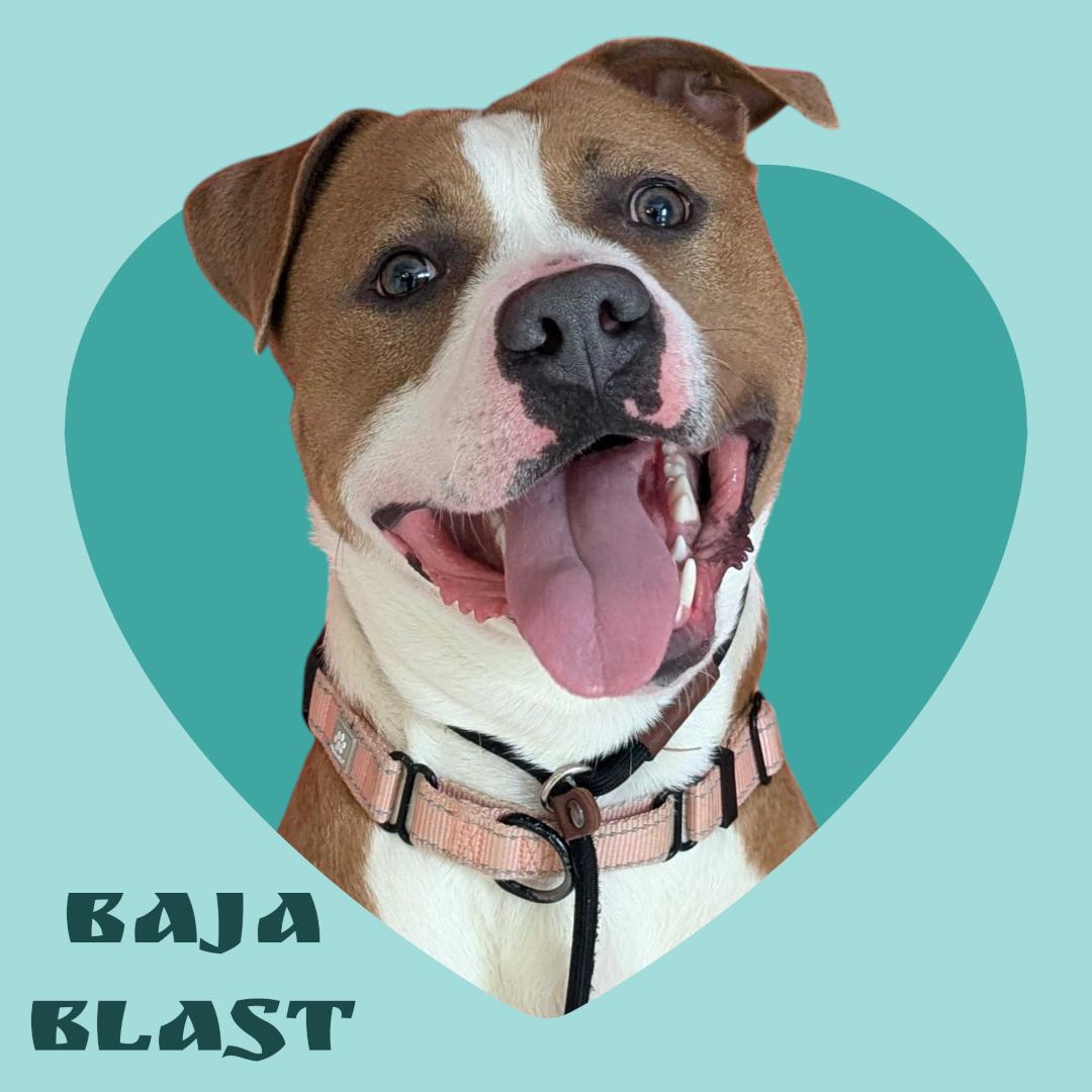 Baja Blast - Meet by Appointment, ADOPTABLE, Young Male Pit Bull Terrier.
