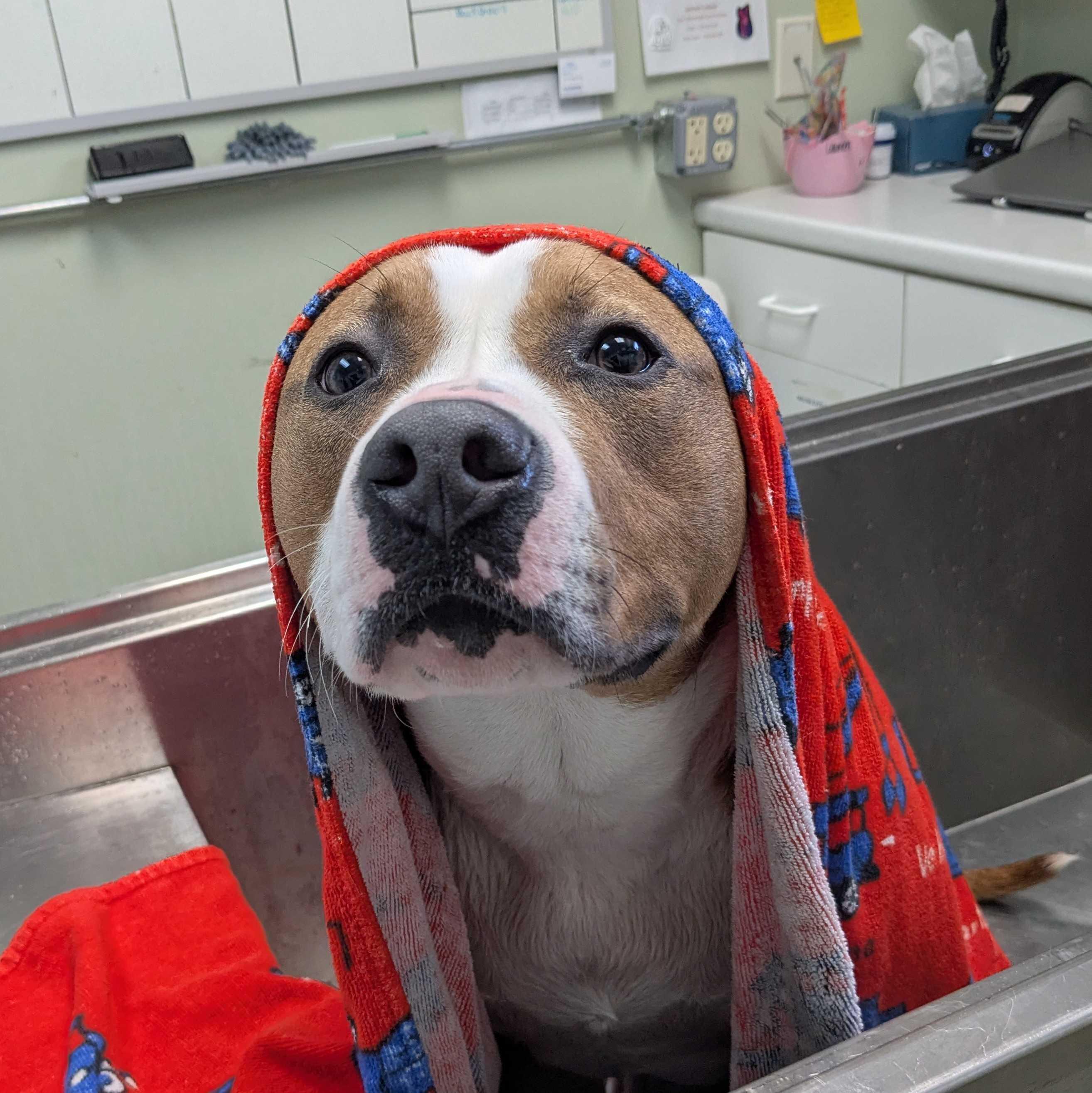 Enlarge Baja Blast - Meet by Appointment, a ADOPTABLE mixed breed in Manchester, NH image 4/6