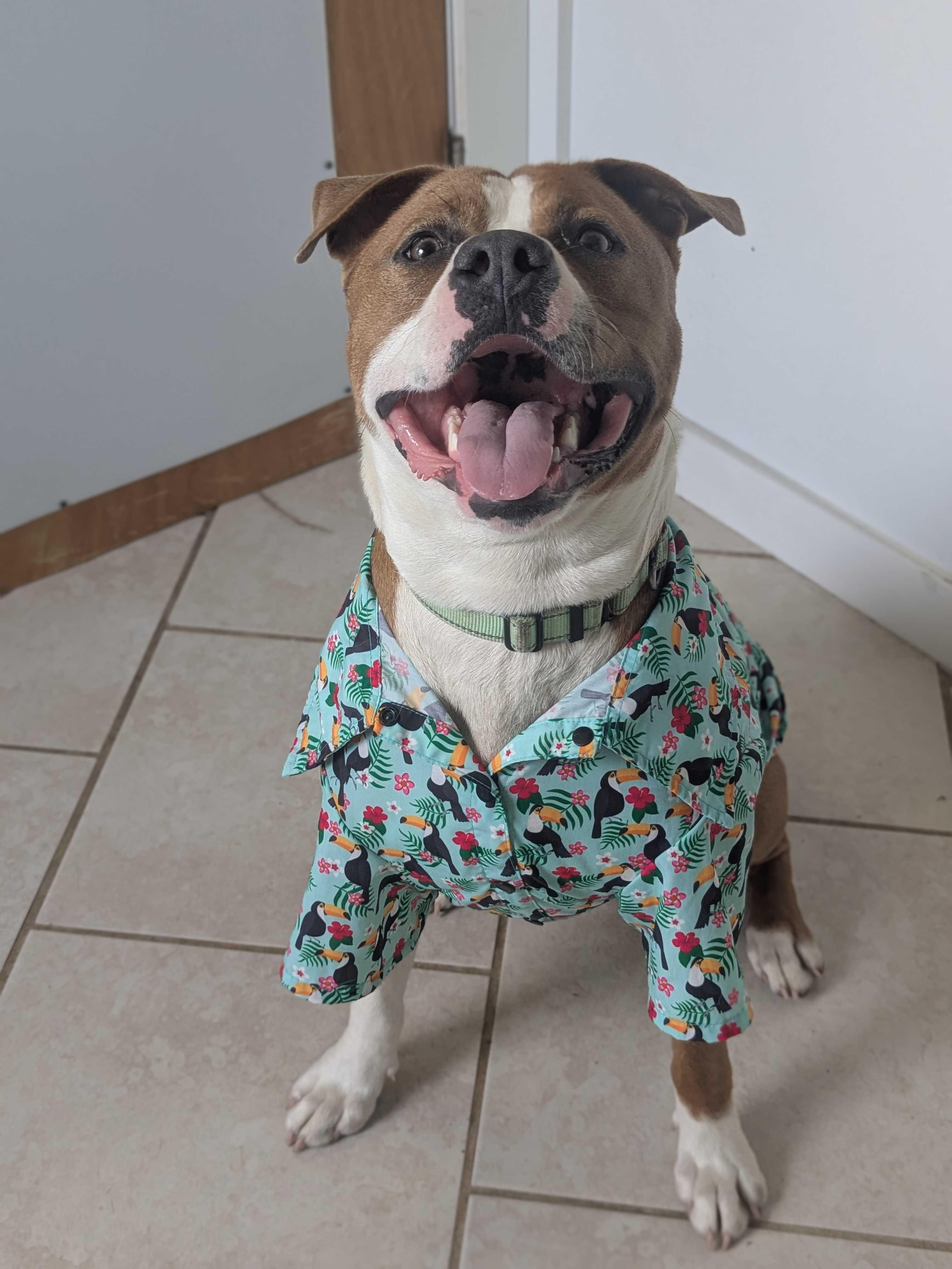 Enlarge Baja Blast - Meet by Appointment, a ADOPTABLE mixed breed in Manchester, NH image 2/6