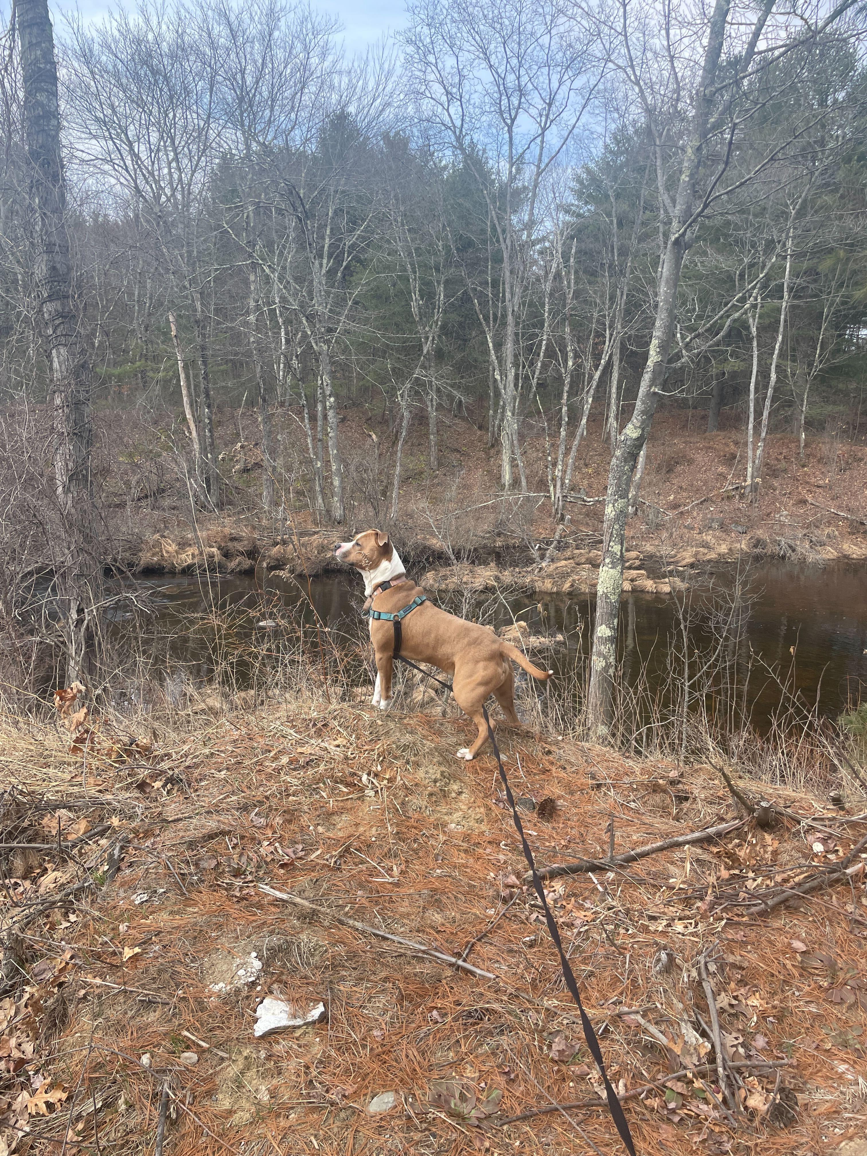 Enlarge Baja Blast - Meet by Appointment, a ADOPTABLE mixed breed in Manchester, NH image 3/6