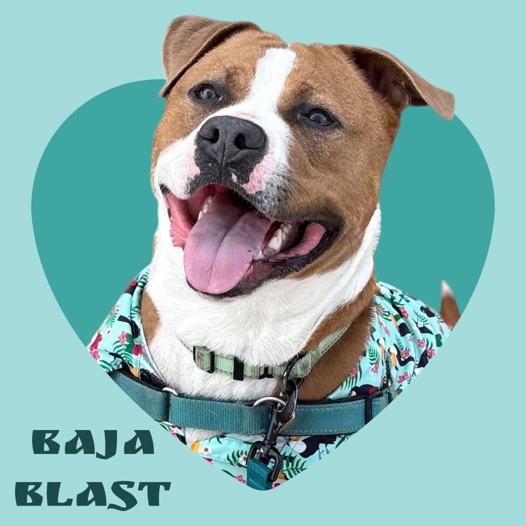Enlarge Baja Blast - Meet by Appointment, a ADOPTABLE mixed breed in Manchester, NH image 1/6