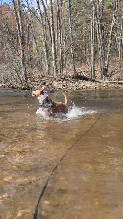 Enlarge Baja Blast - Meet by Appointment, a ADOPTABLE mixed breed in Manchester, NH video 5/6