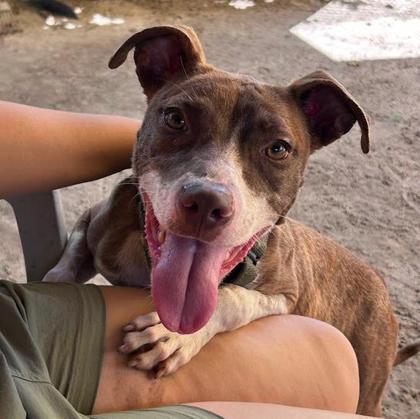 Enlarge Chica, a Adoptable mixed breed in Savannah, GA image 1/1