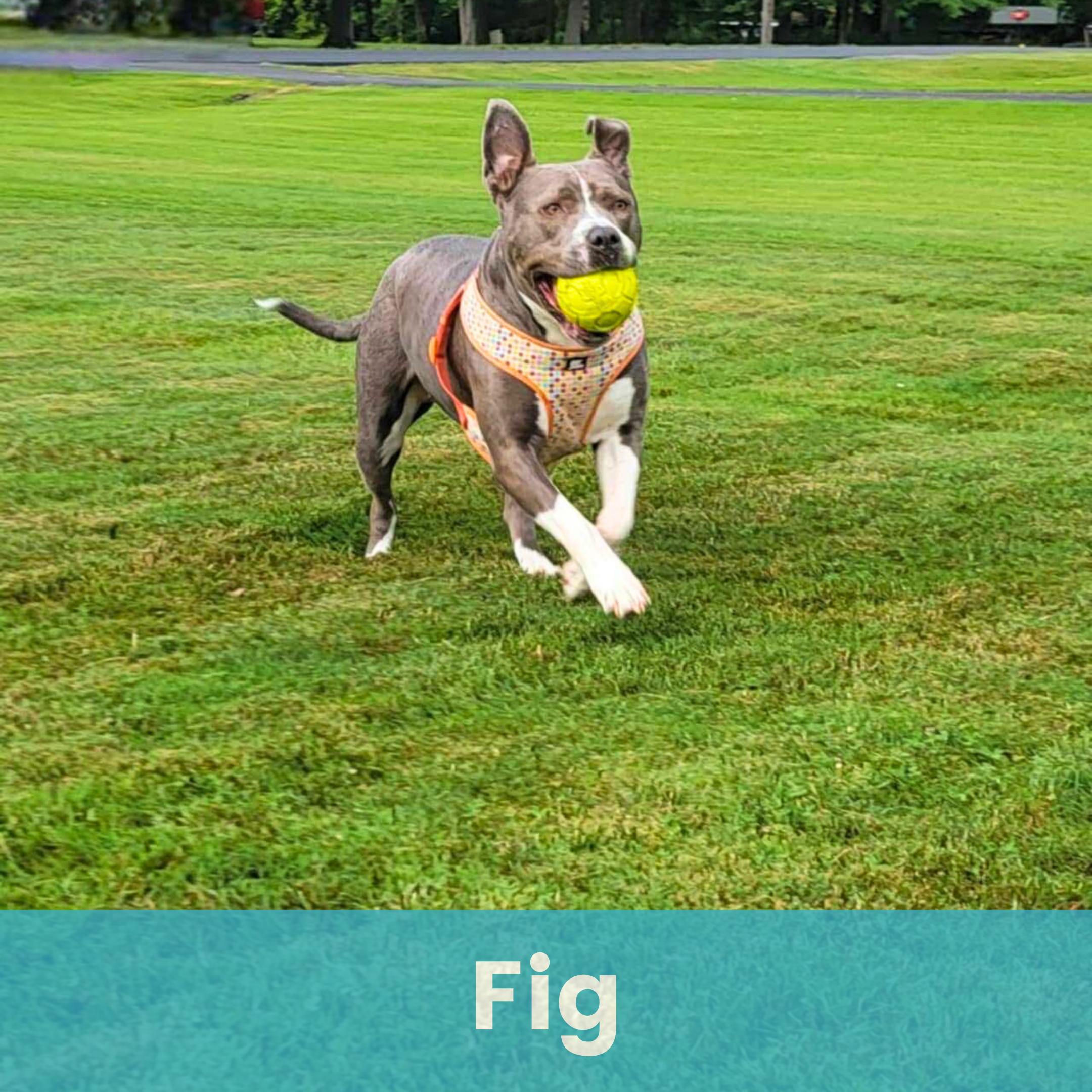 Enlarge Fig, a Adoptable mixed breed in Rochester , NY image 1/6