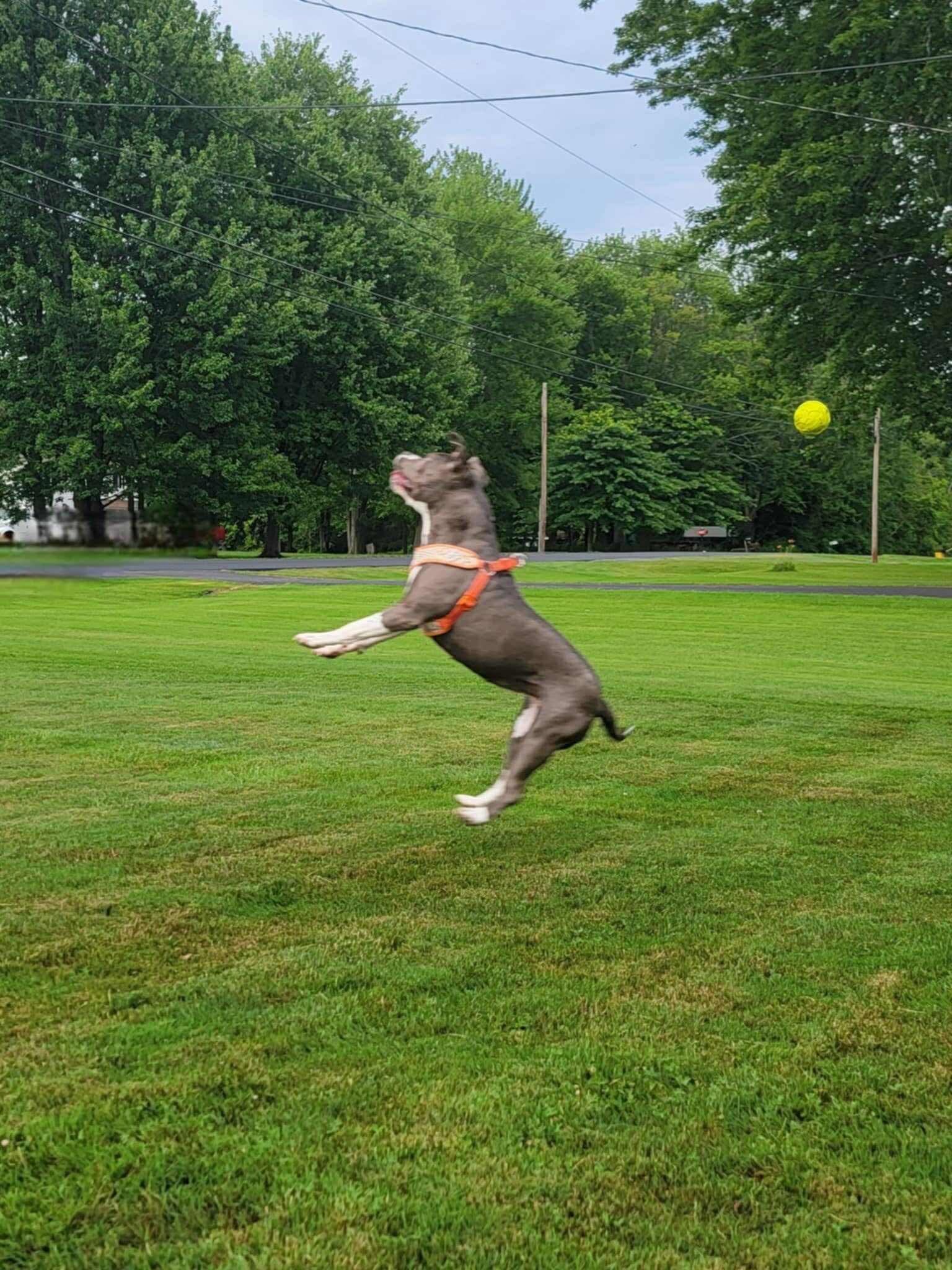 Enlarge Fig, a Adoptable mixed breed in Rochester , NY image 8/12