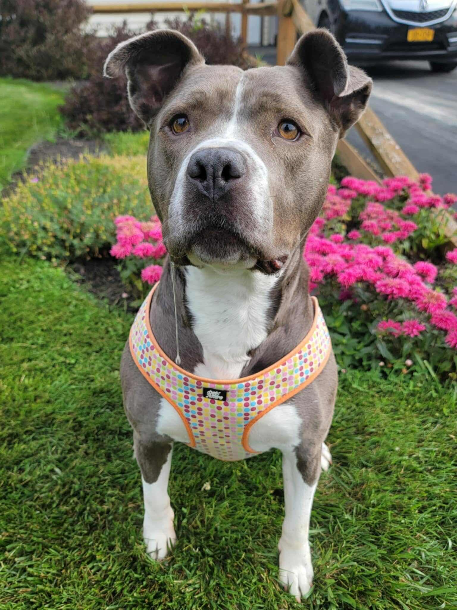 Fig, a Adoptable mixed breed in Rochester , NY image 3/12