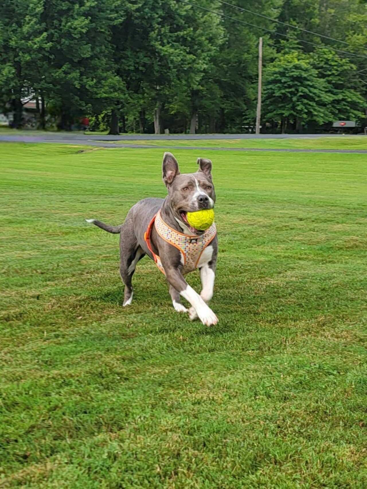Fig, a Adoptable mixed breed in Rochester , NY image 6/12