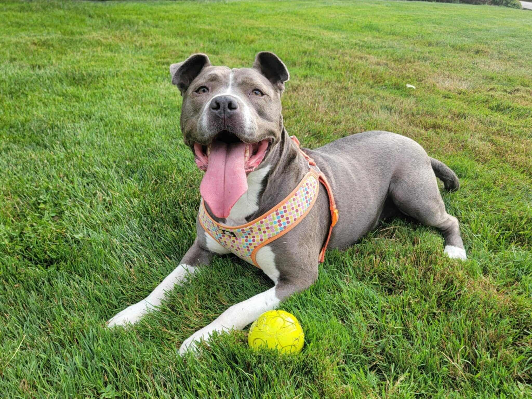 Enlarge Fig, a Adoptable mixed breed in Rochester , NY image 12/12