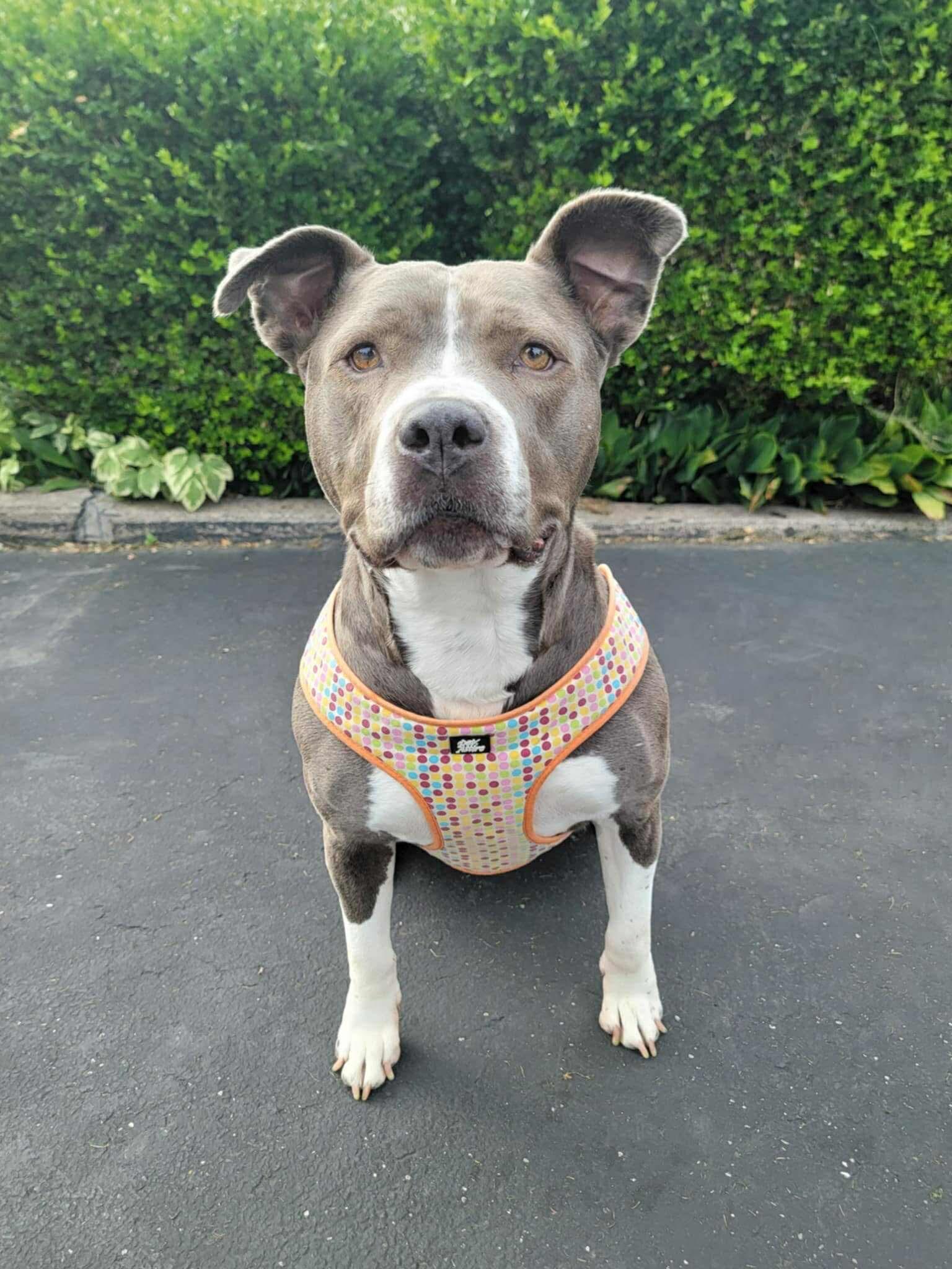 Fig, a Adoptable mixed breed in Rochester , NY image 4/12