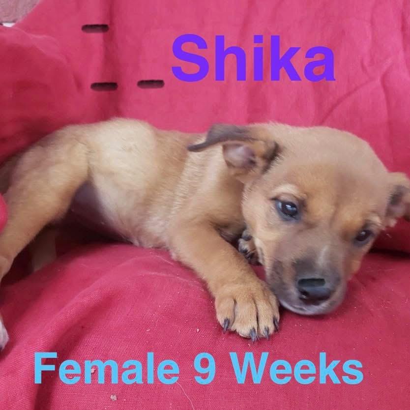 Enlarge Shika, a ADOPTABLE mixed breed in Bensalem, PA image 1/1