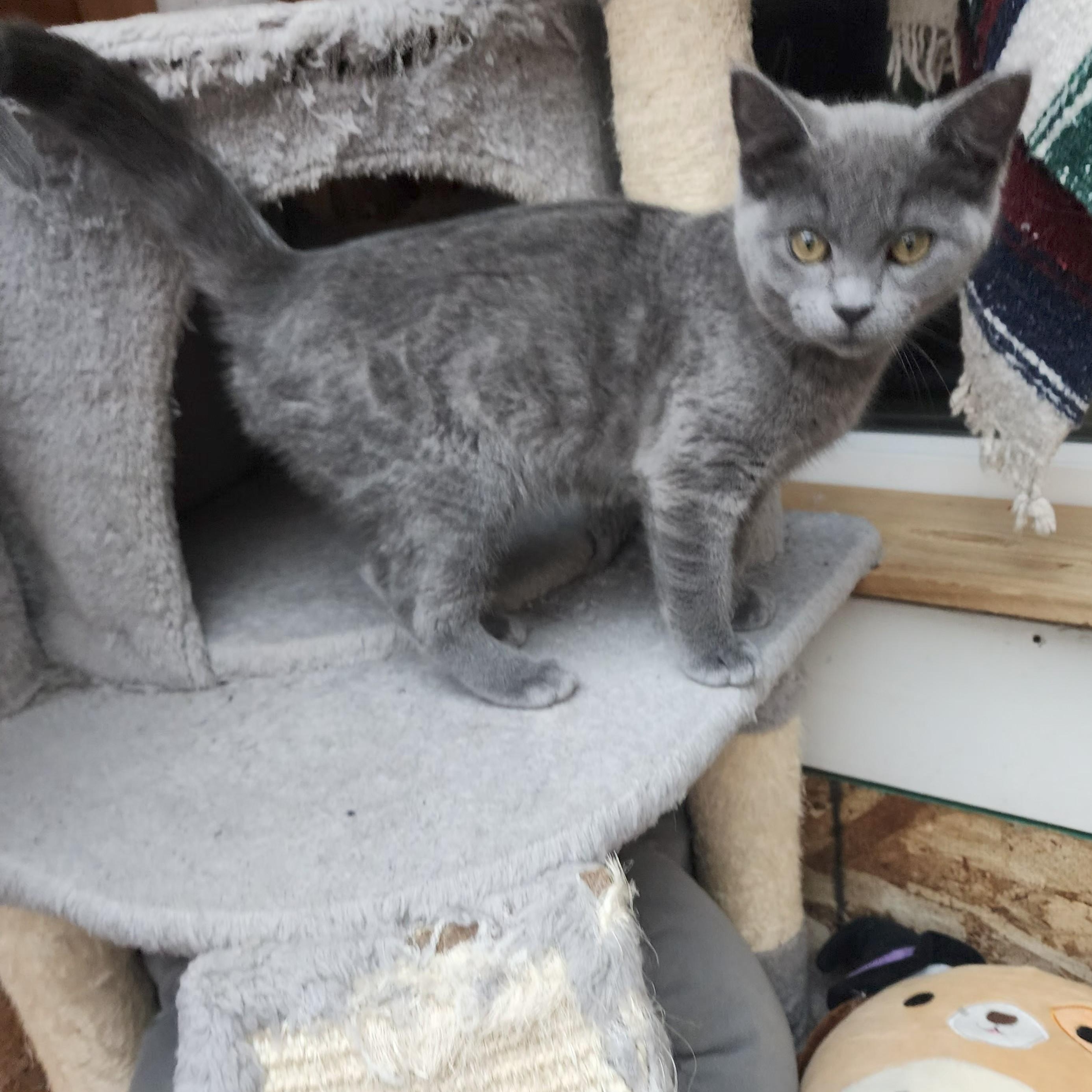 Enlarge Chibi, an adopted Domestic Short Hair in Springfield, OR image 3/3