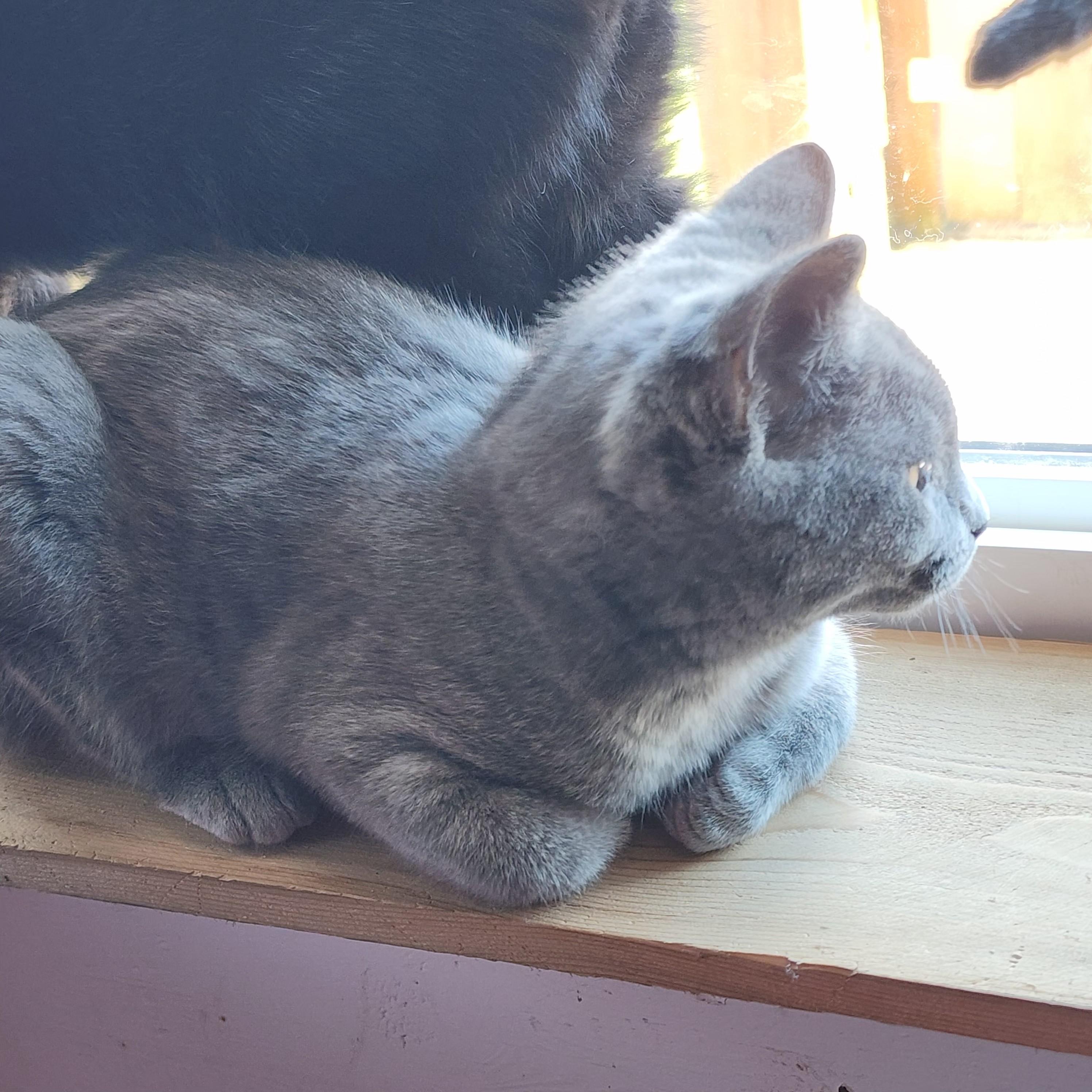 Chibi, adopted, Kitten Female Domestic Short Hair.