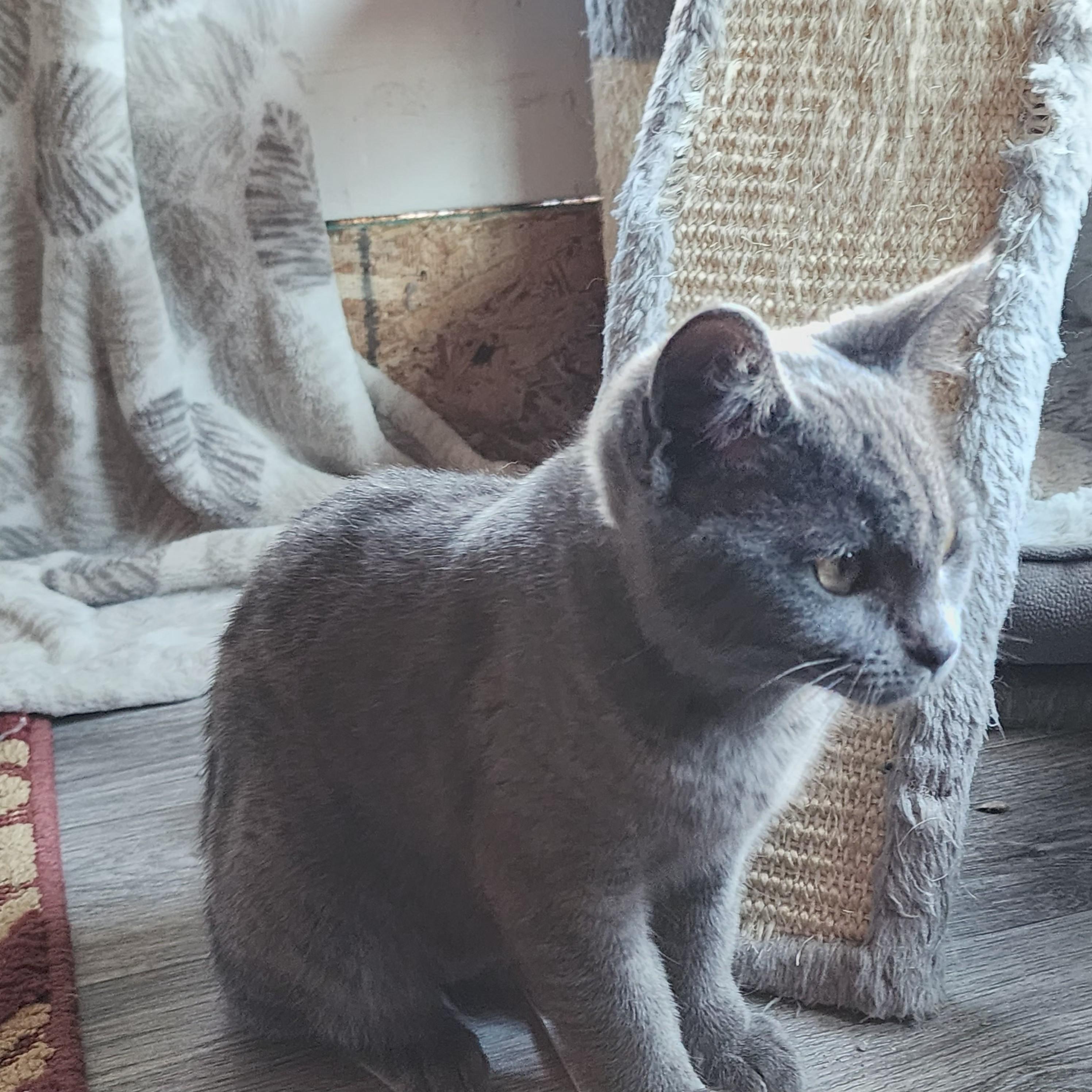 Enlarge Chibi, an adopted Domestic Short Hair in Springfield, OR image 2/3