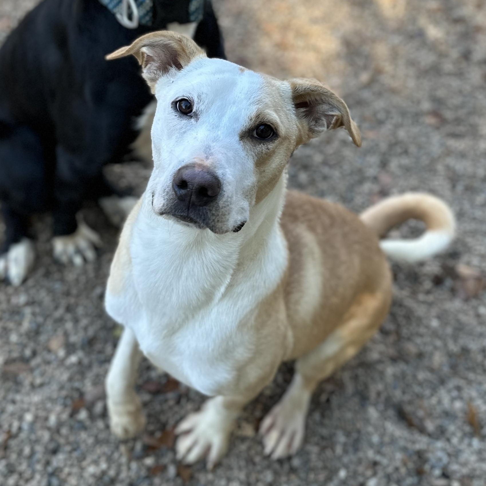 Buffalo Bill — thumbnail 2