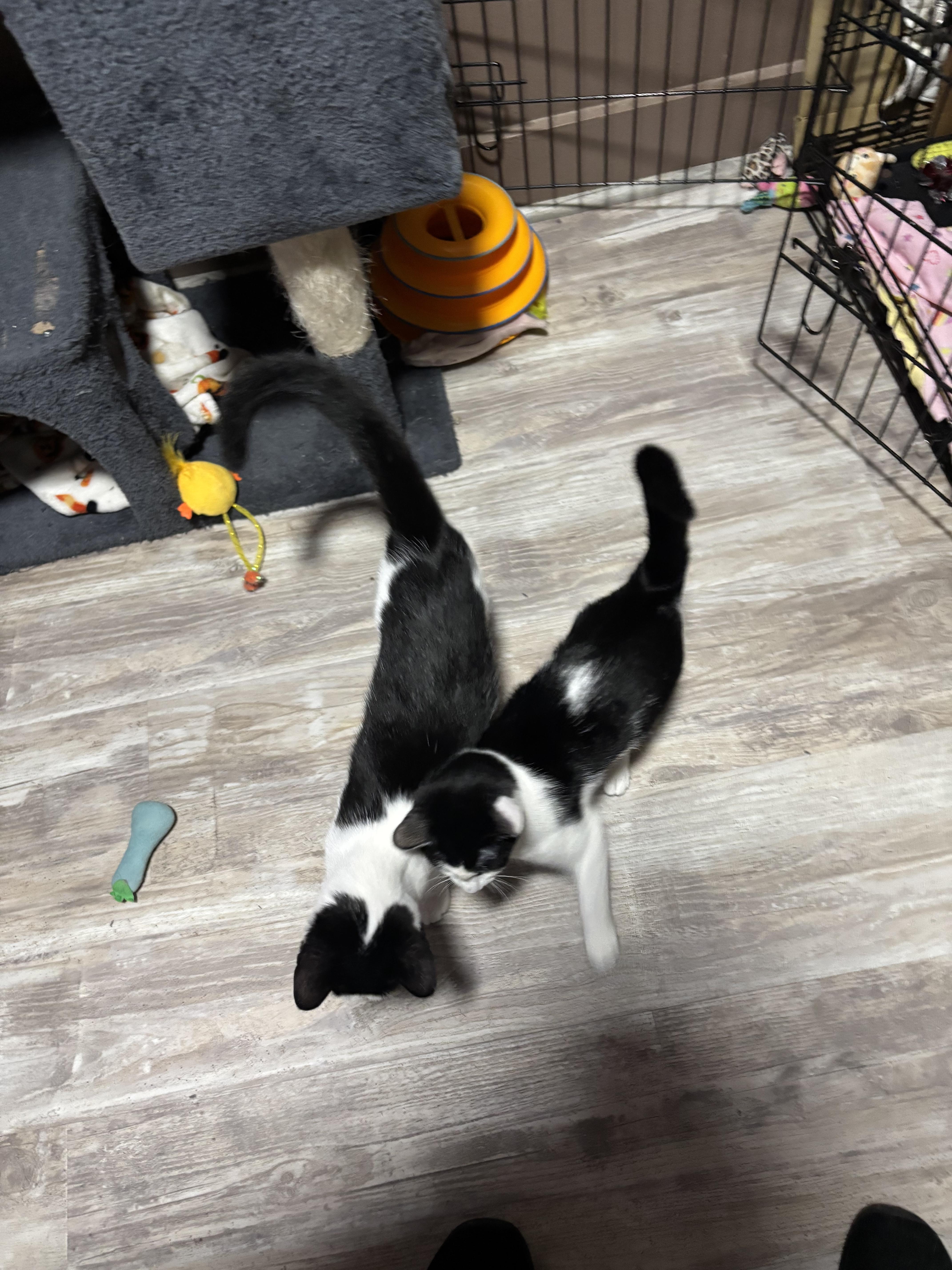 MADONNA , a Adoptable Domestic Short Hair in Pittsburgh, PA image 2/6