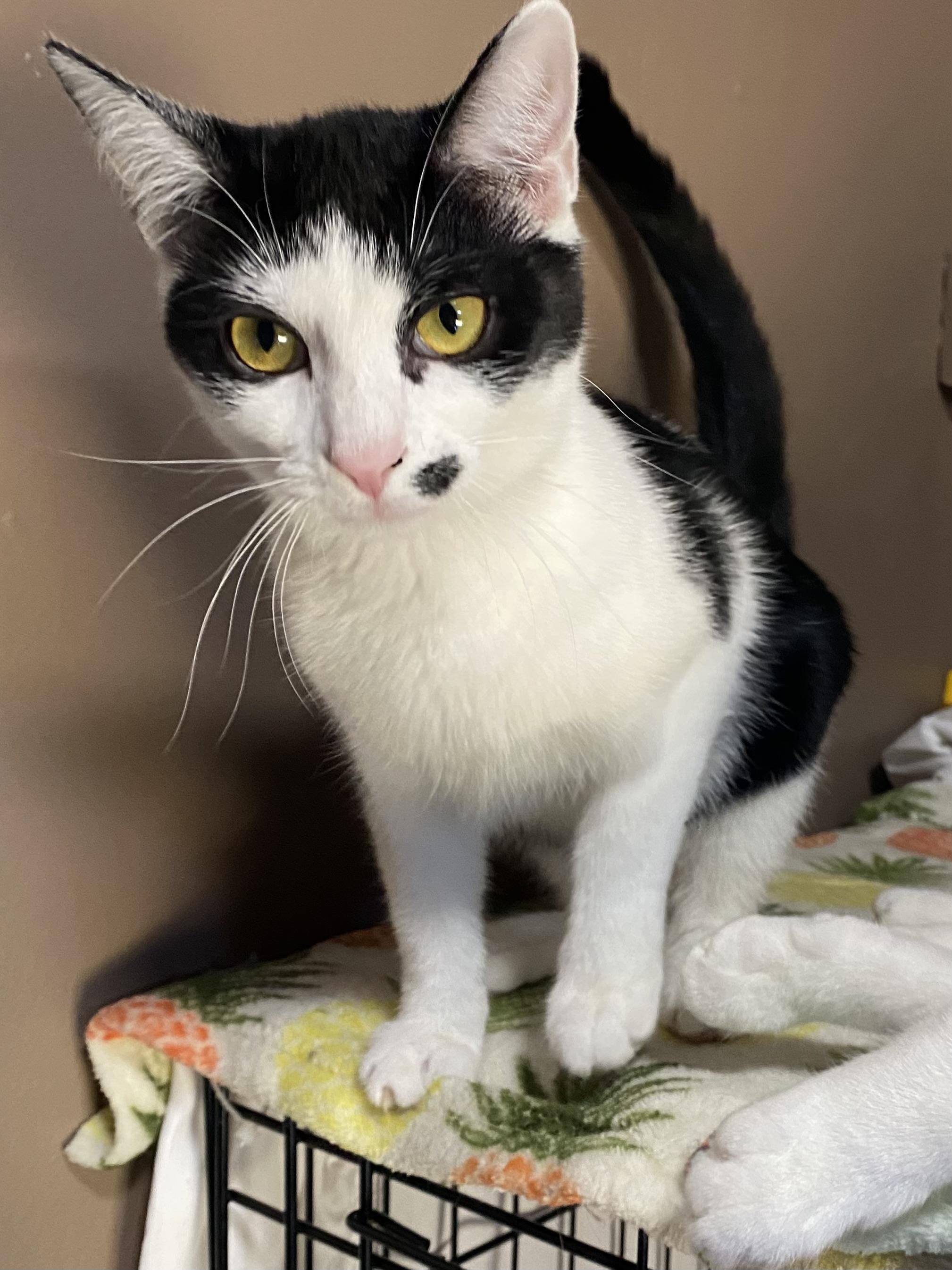 MADONNA , a Adoptable Domestic Short Hair in Pittsburgh, PA image 6/6