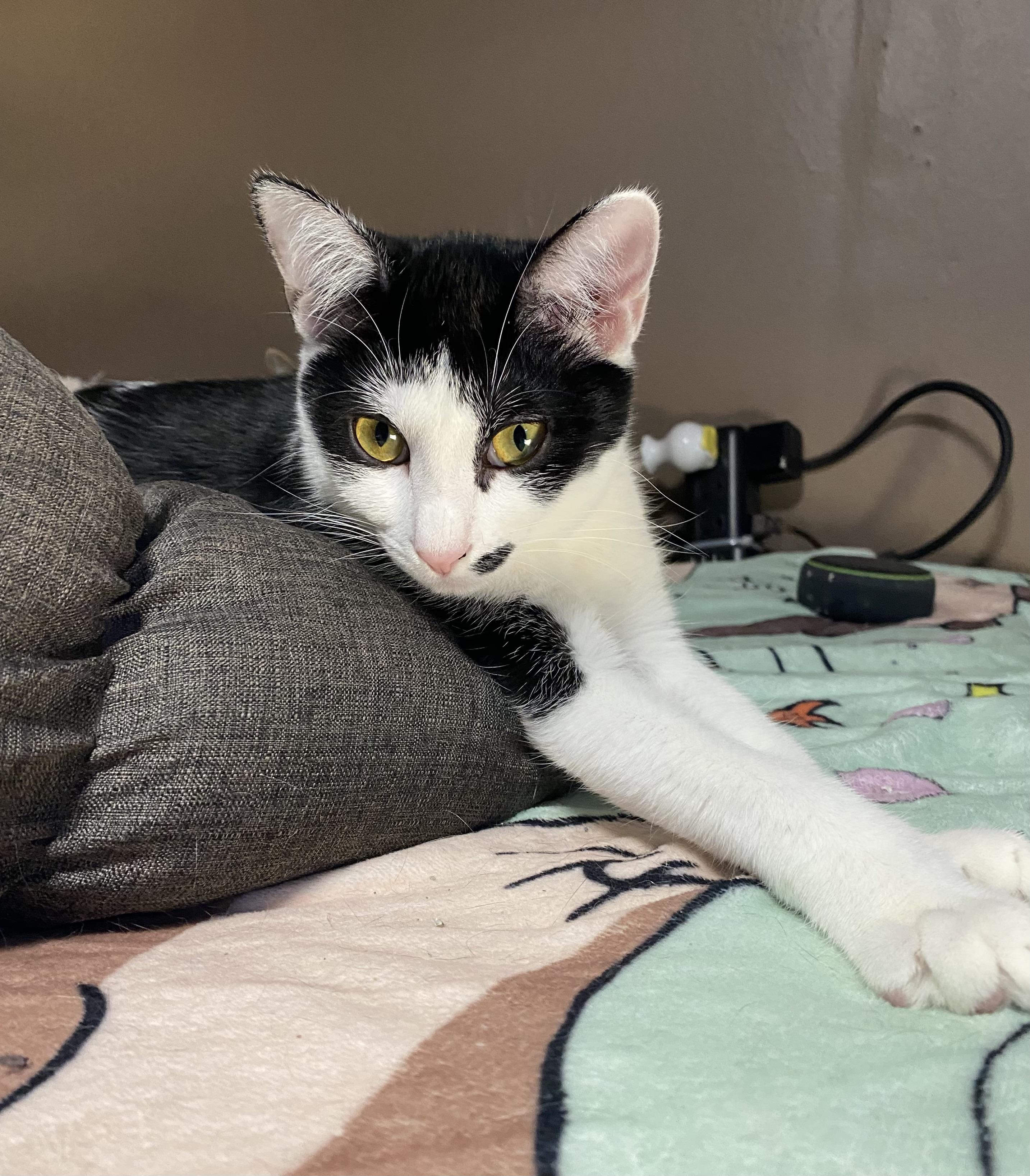 MADONNA , a Adoptable Domestic Short Hair in Pittsburgh, PA image 3/6