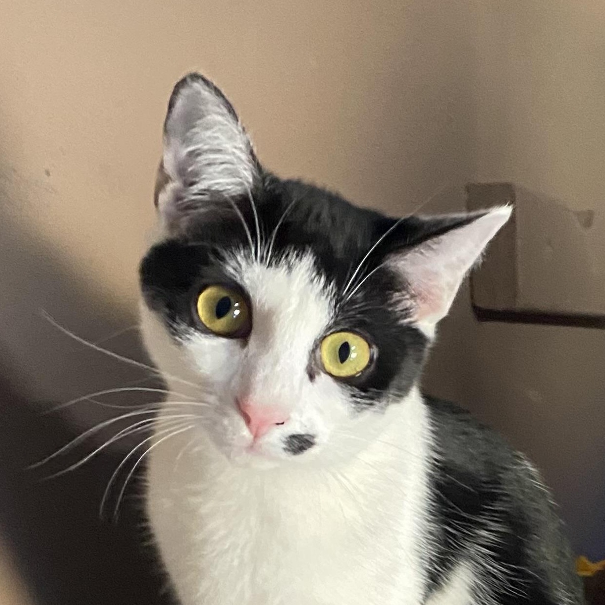 MADONNA , a Adoptable Domestic Short Hair in Pittsburgh, PA image 1/6