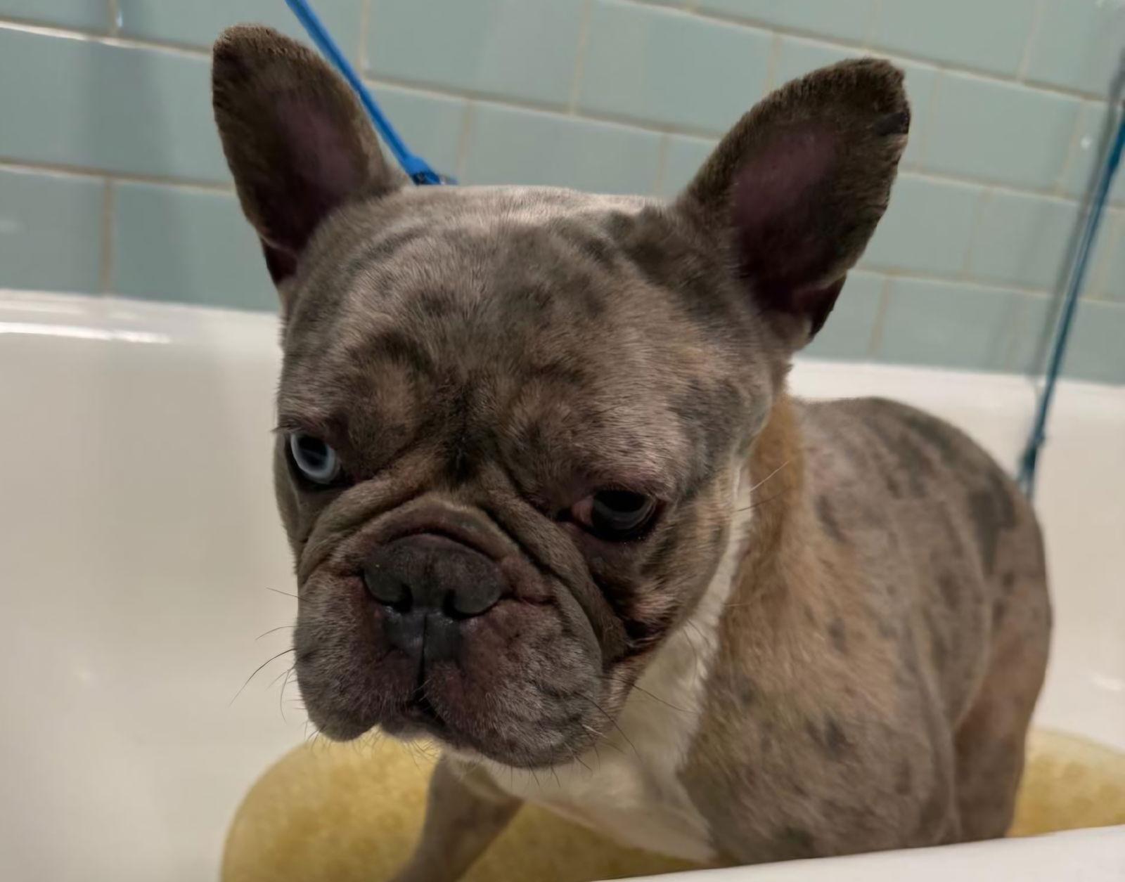 Enlarge Yogi, a Adopted French Bulldog in Crete, IL image 1/3