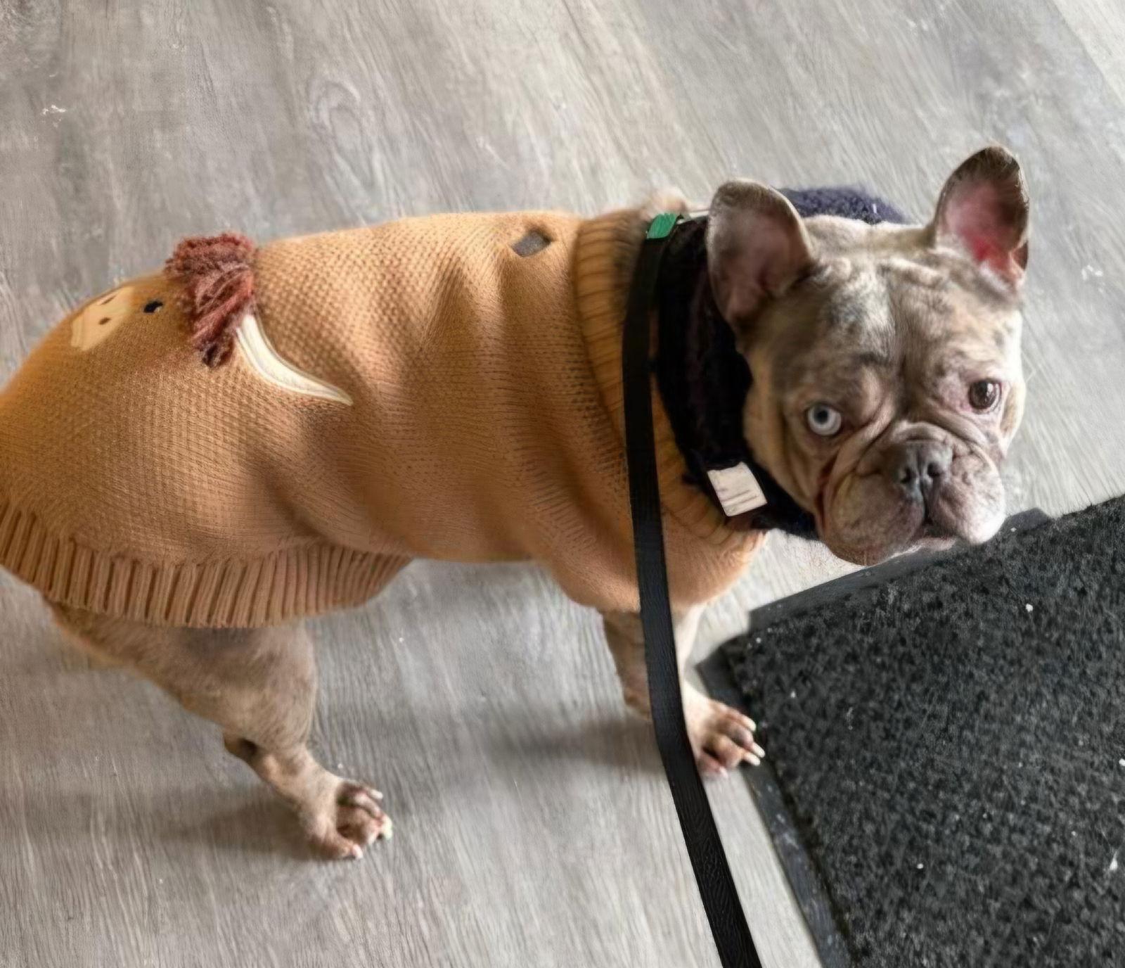 Enlarge Yogi, a Adopted French Bulldog in Crete, IL image 2/3