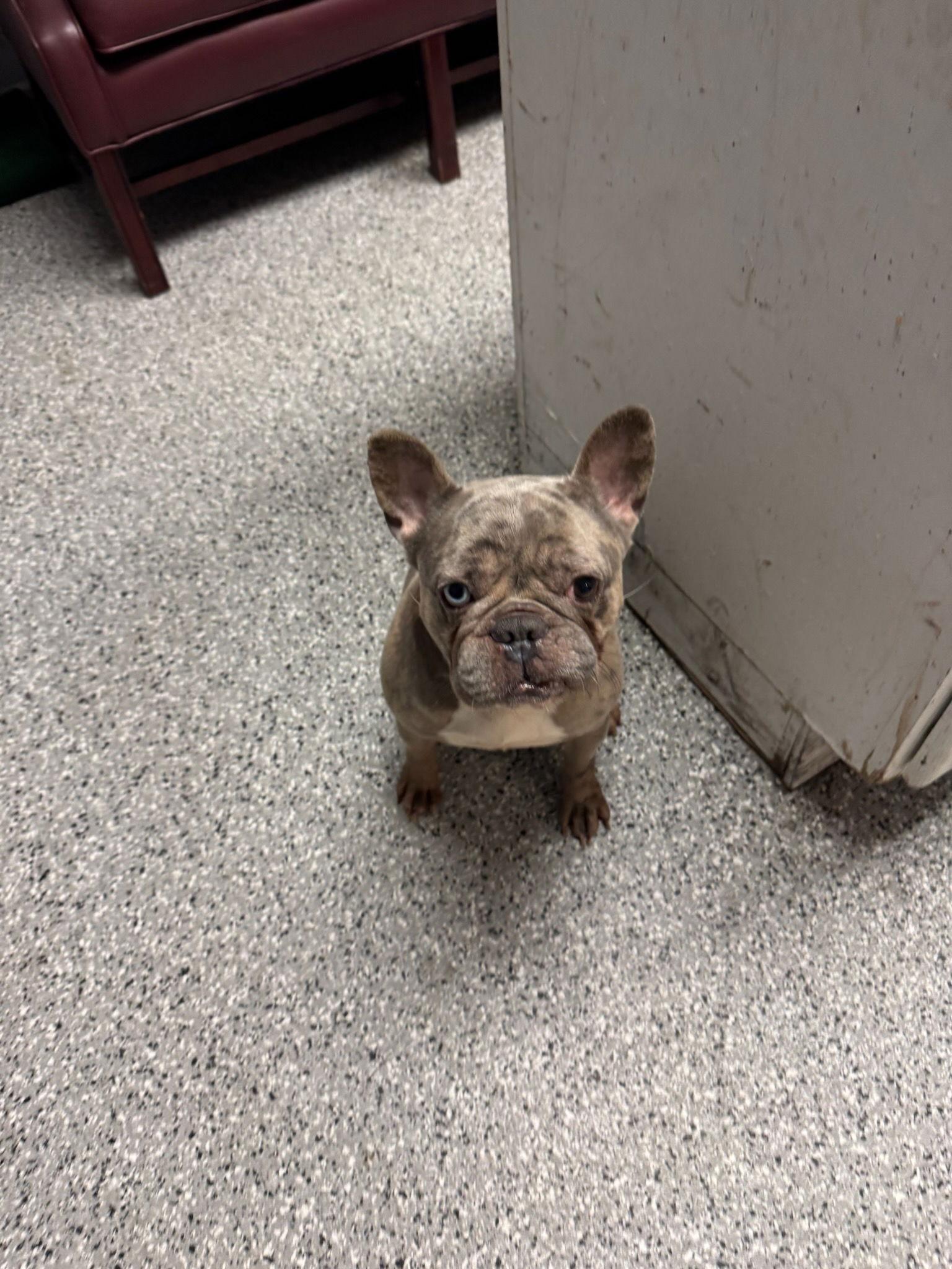 Enlarge Yogi, a Adopted French Bulldog in Crete, IL image 3/3
