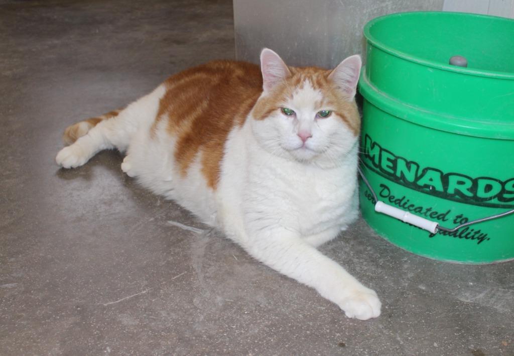 Enlarge Leroy, a Adopted mixed breed in Saint James, MN image 2/2