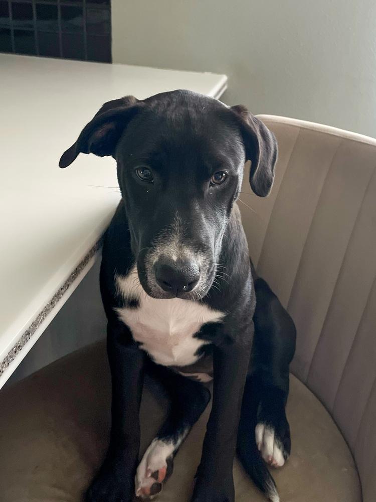 April, a Adoptable mixed breed in Spokane, WA image 1/4