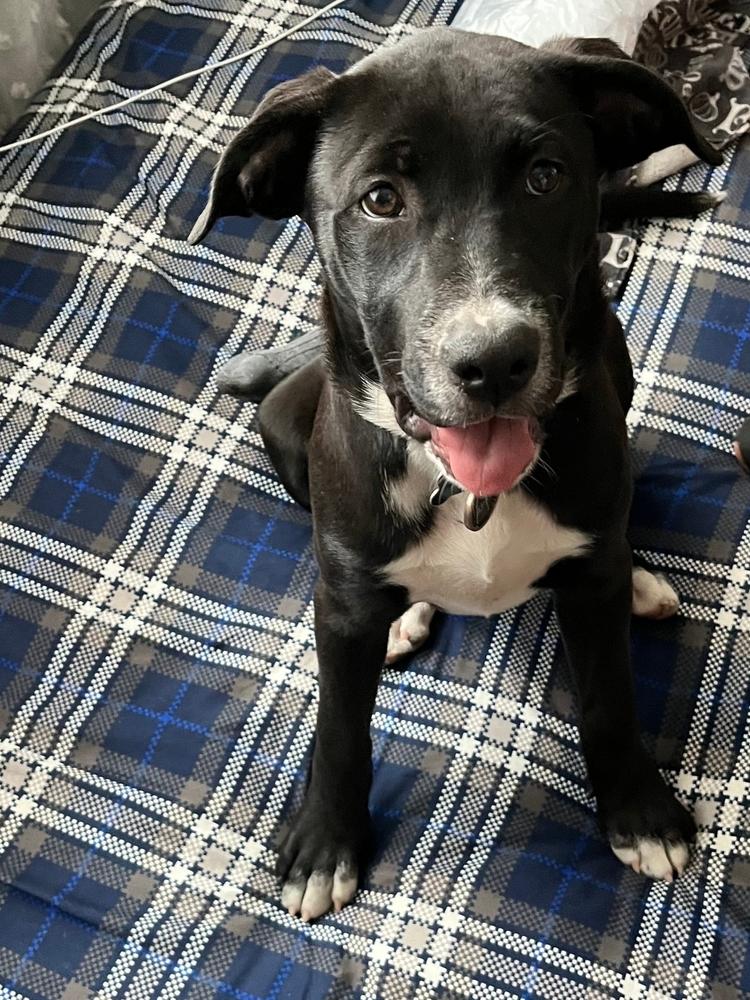 April, a Adoptable mixed breed in Spokane, WA image 2/4