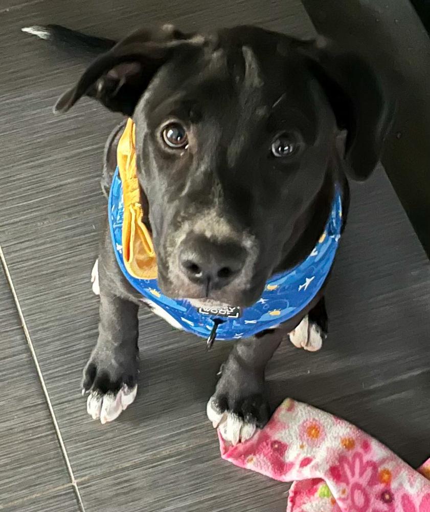 April, Adoptable, Puppy Female Labrador Retriever.