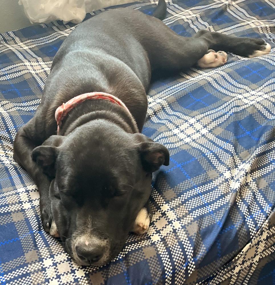 April, a Adoptable mixed breed in Spokane, WA image 4/4