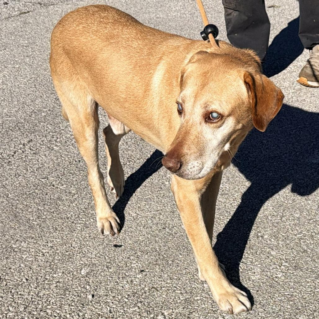 Enlarge Ol' Yeller, a Adoptable Yellow Labrador Retriever in Warrensburg, MO image 2/3