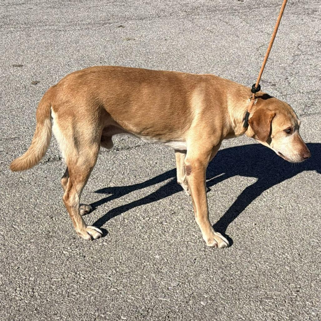 Enlarge Ol' Yeller, a Adoptable Yellow Labrador Retriever in Warrensburg, MO image 3/3