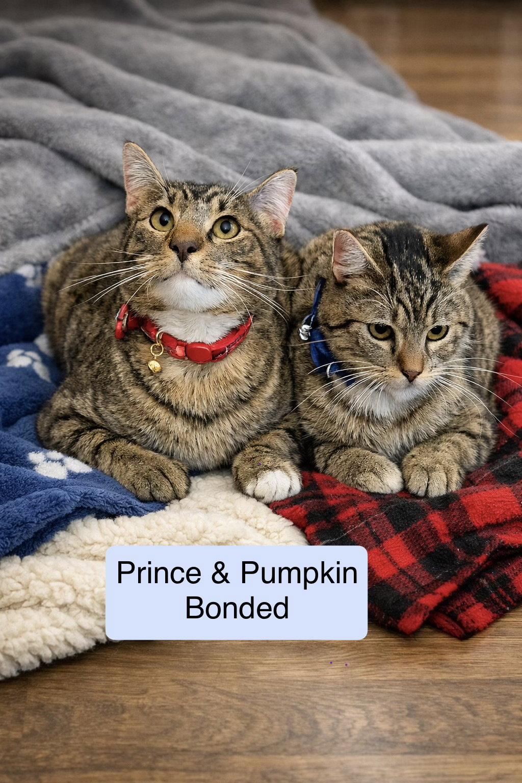 Prince bonded with Pumpkin, a Adopted Domestic Short Hair in Vacaville, CA image 1/2